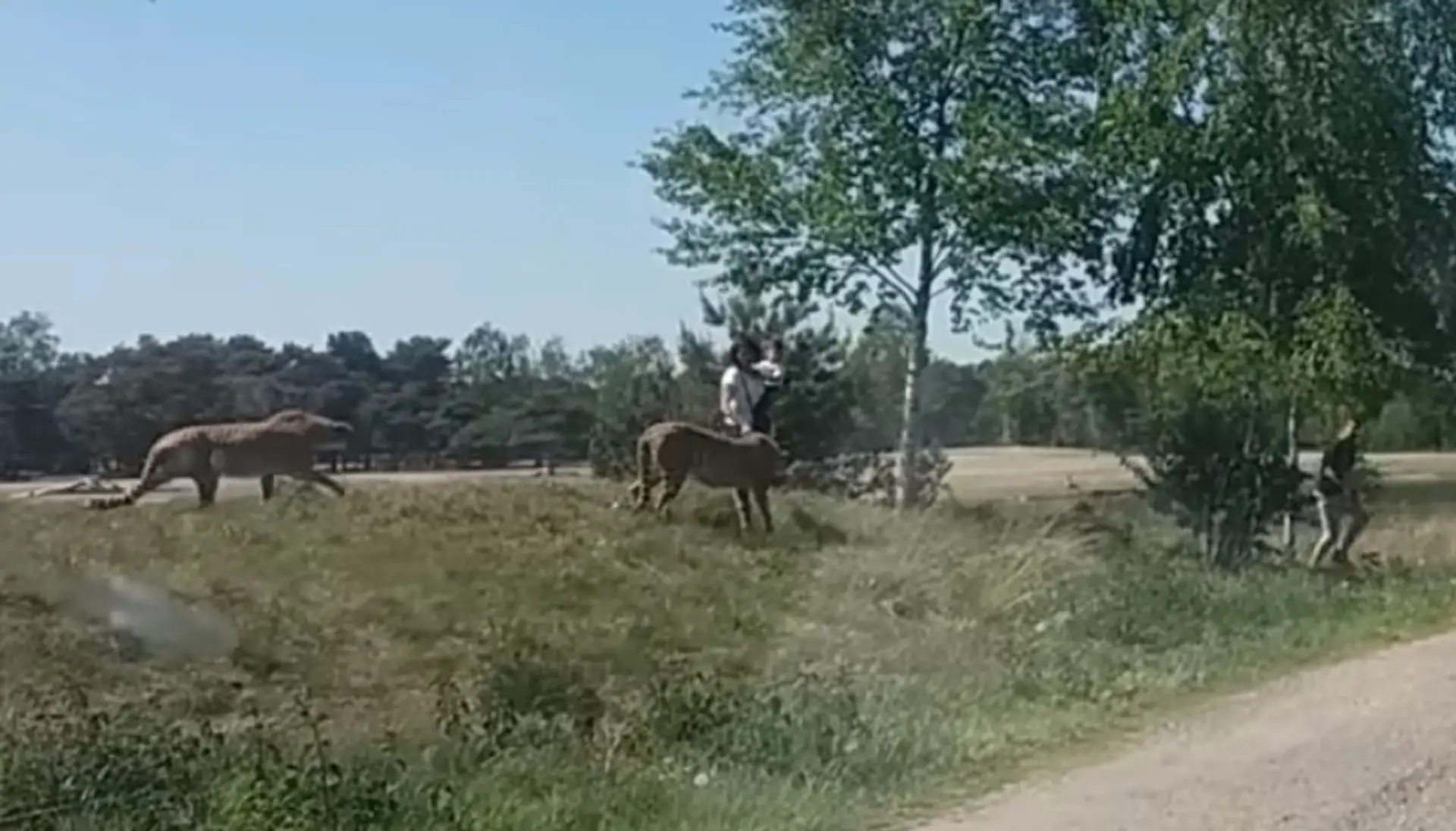 Gepardi zahnali rodinu do auta.