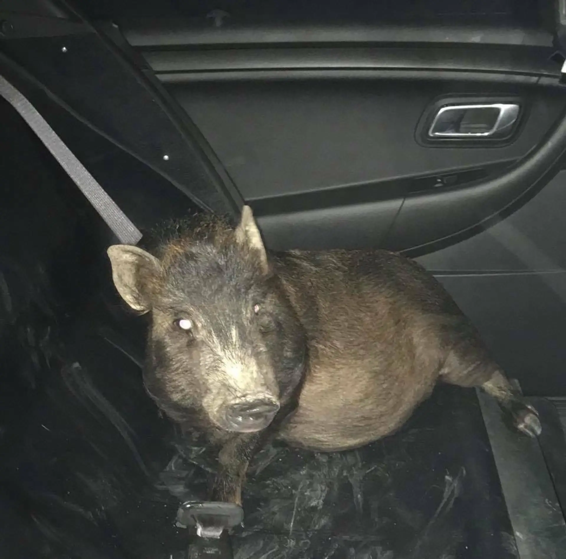 Prasa umiestnili na zadné sedadlo a previezli ho na policajnú stanicu. 