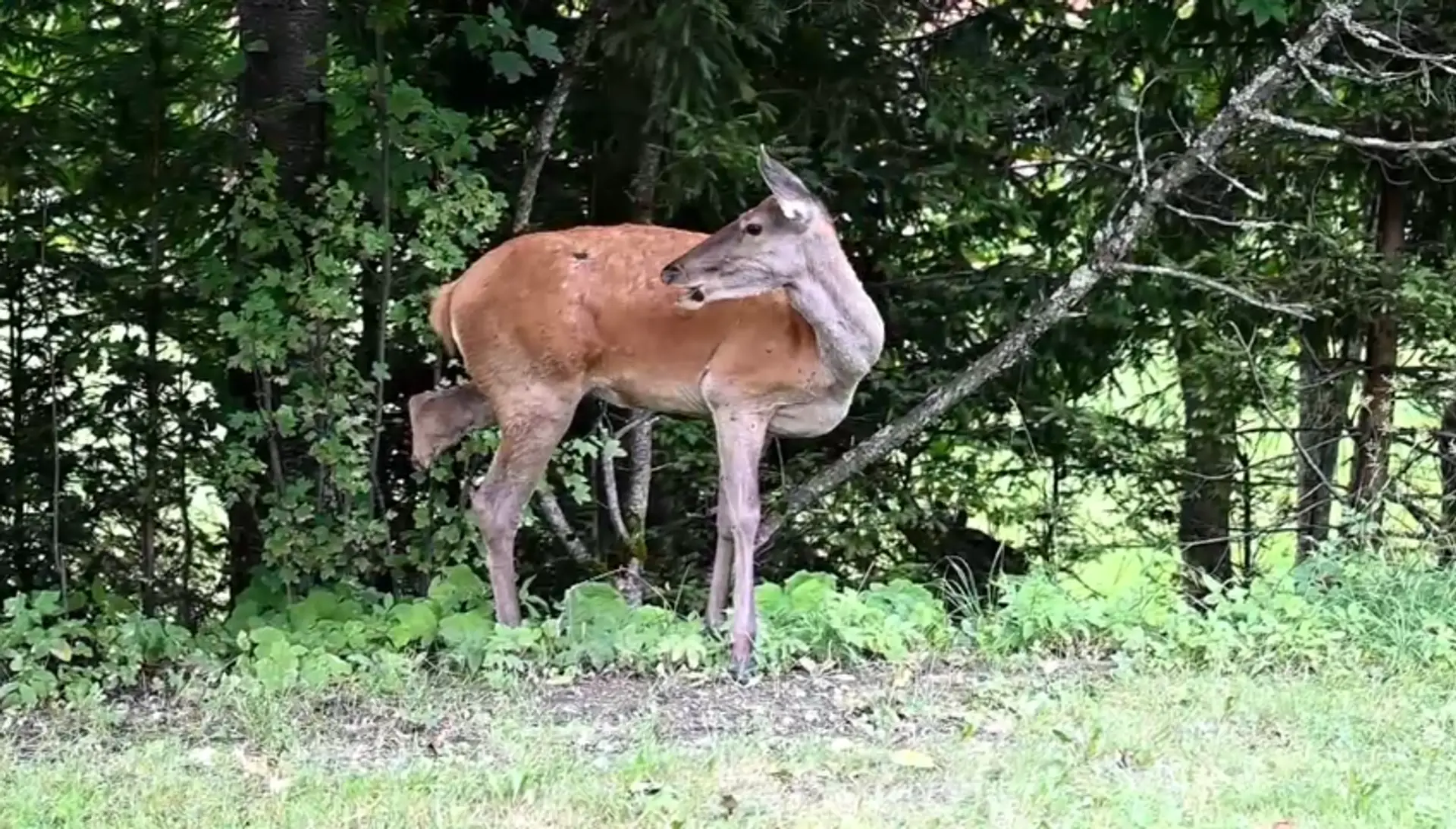 Na snímke hendikepovaná laň z Tatier, ktorá má iba tri nohy a prežila piatu krutú zimu.