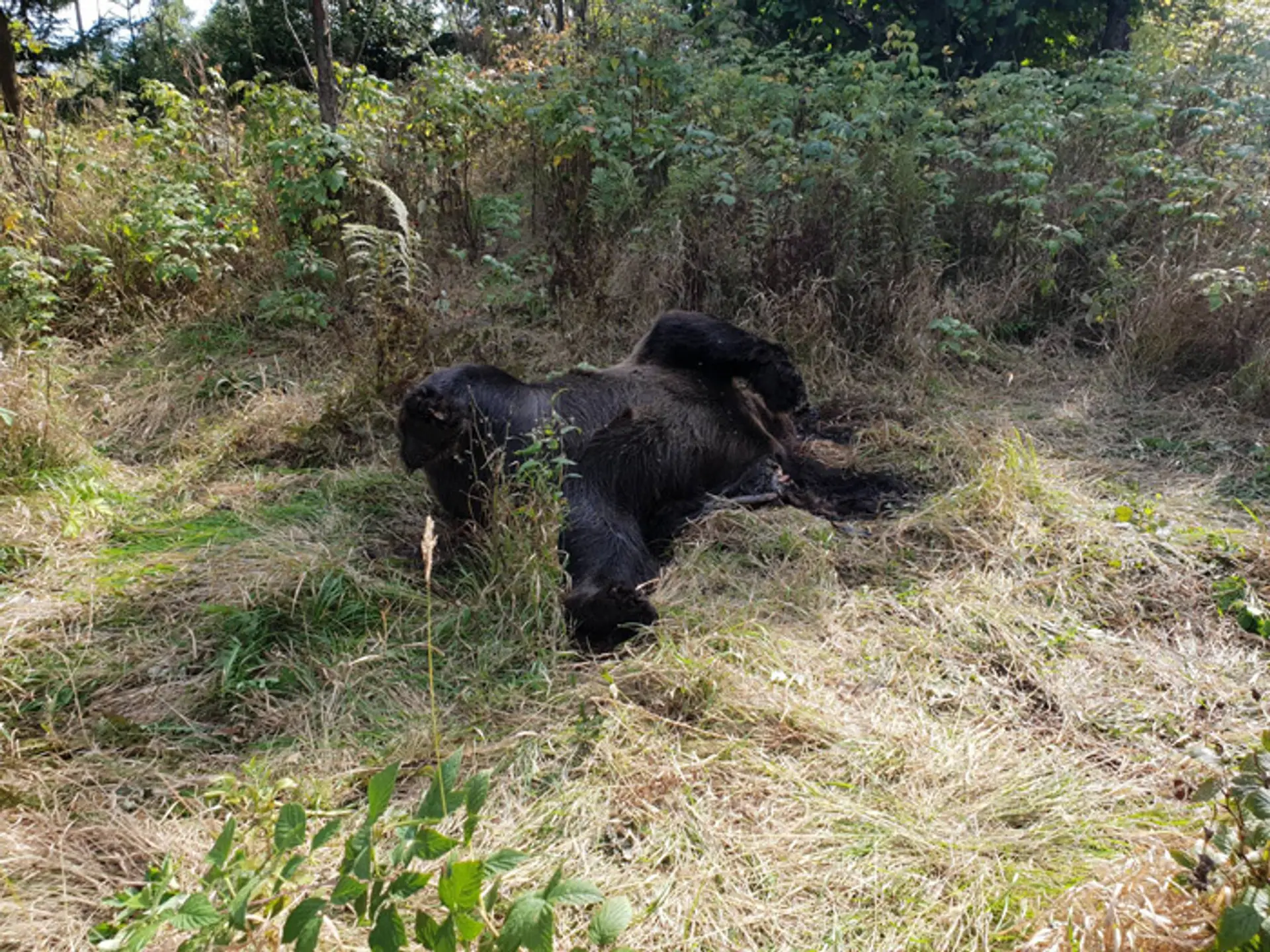 Mŕtva medvedica, ktorú našli medzi Tatranskou Lesnou a Starým Smokovcom turisti.