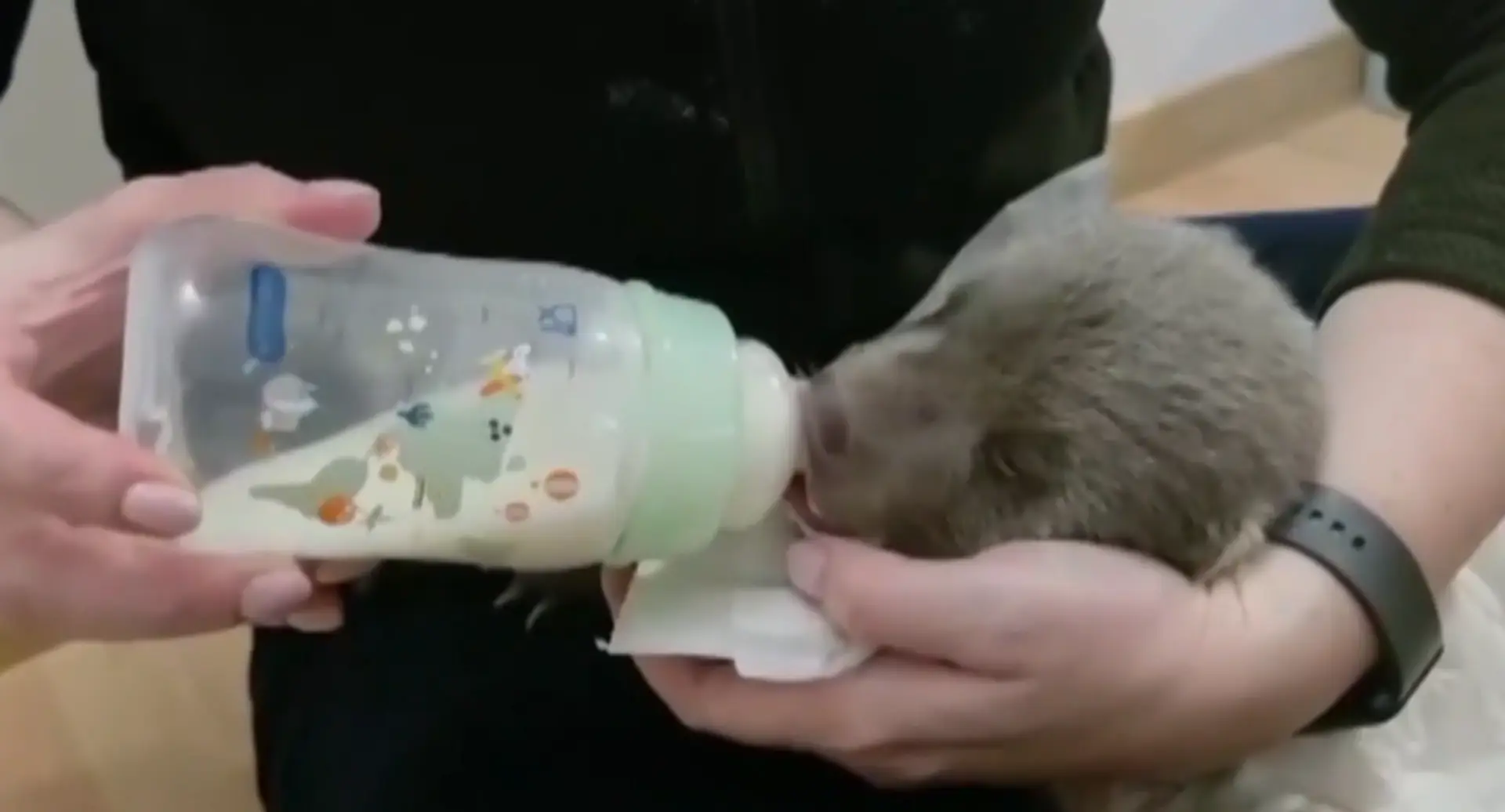 Na snímke jedno z medvieďat v ZOO v Bojniciach, ktoré prišlo o matku.