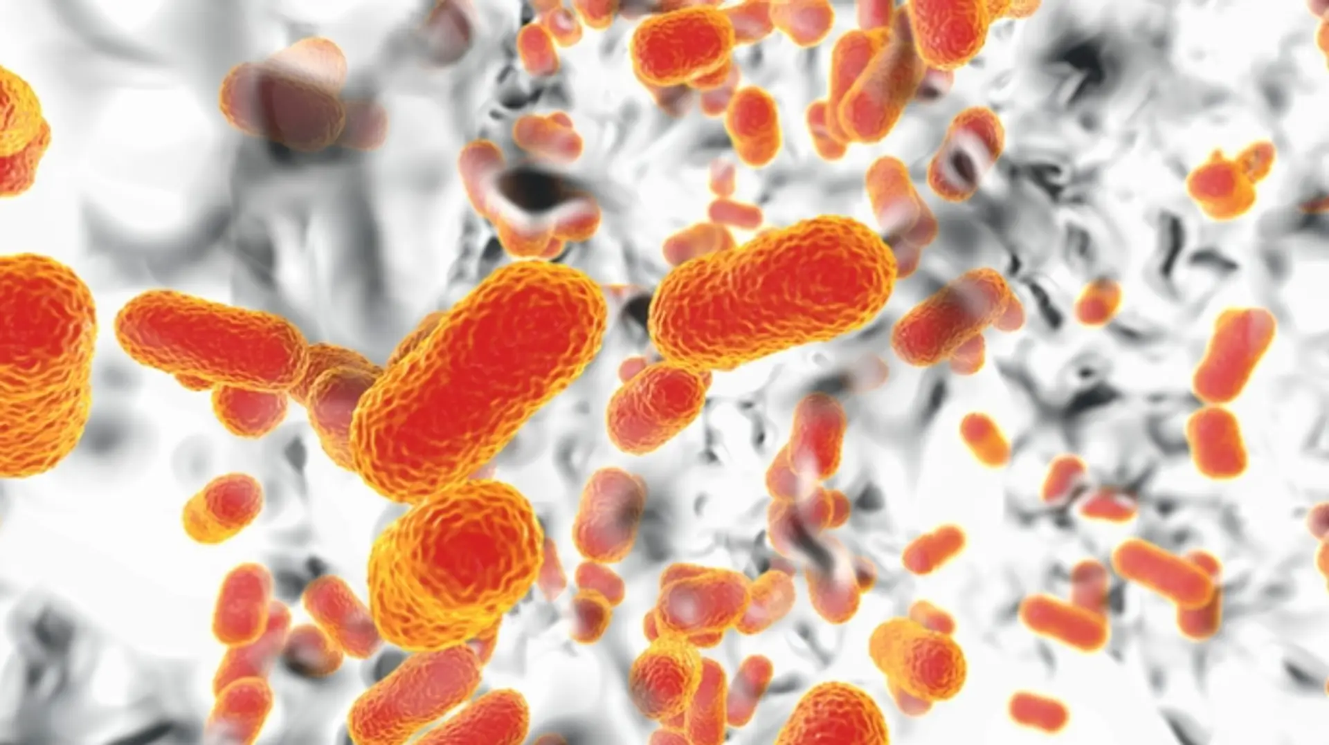 Ilustrácia baktérie Acinetobacter baumannii.