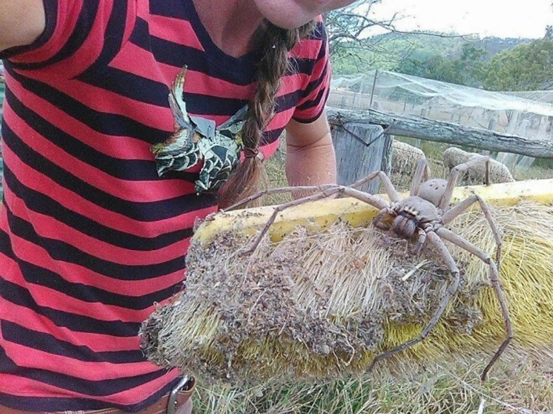 Najväčší pavúk na svete.