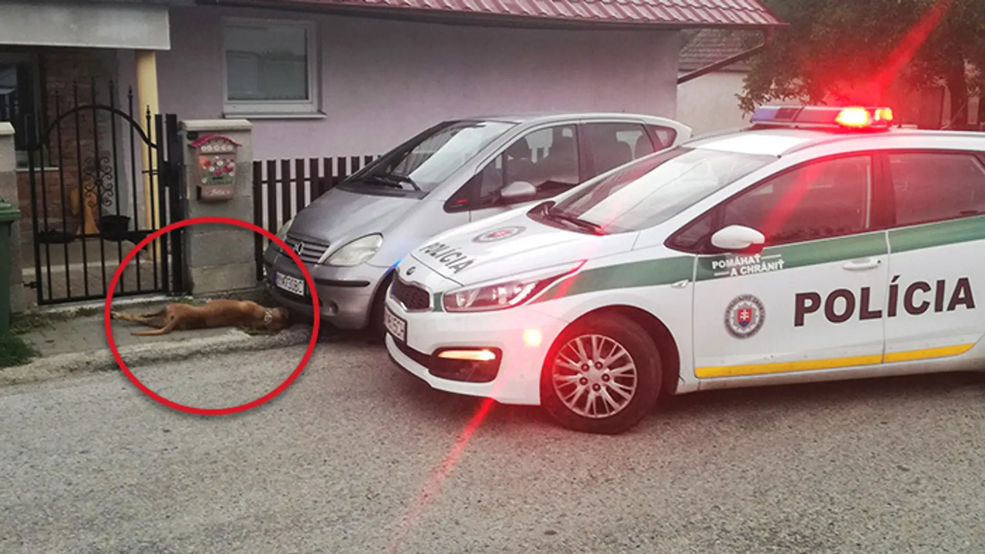 Policajti museli zastreliť psa