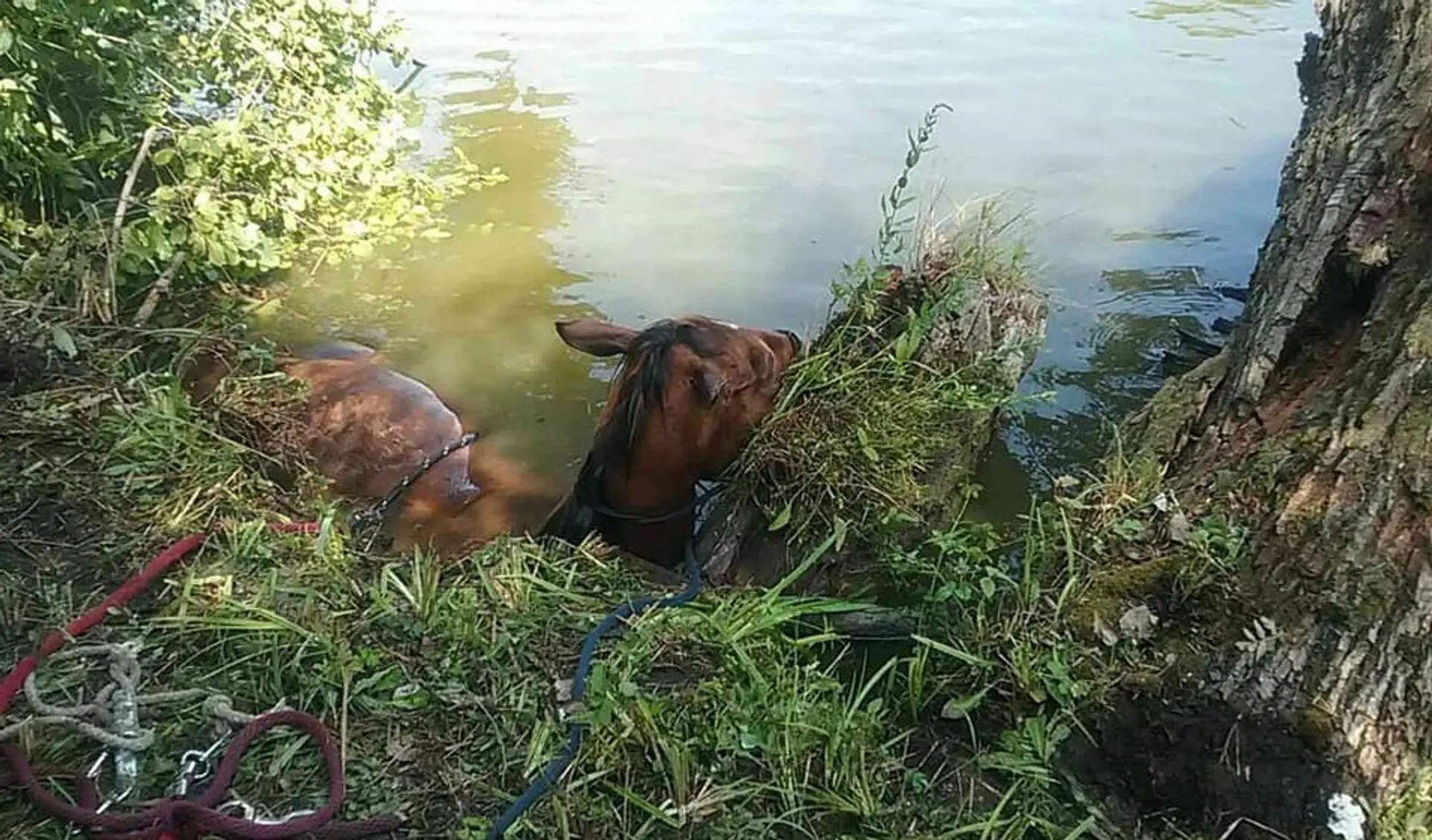 Hasiči z Galanty zachraňovali z rieky Čierna Voda koňa..jpg