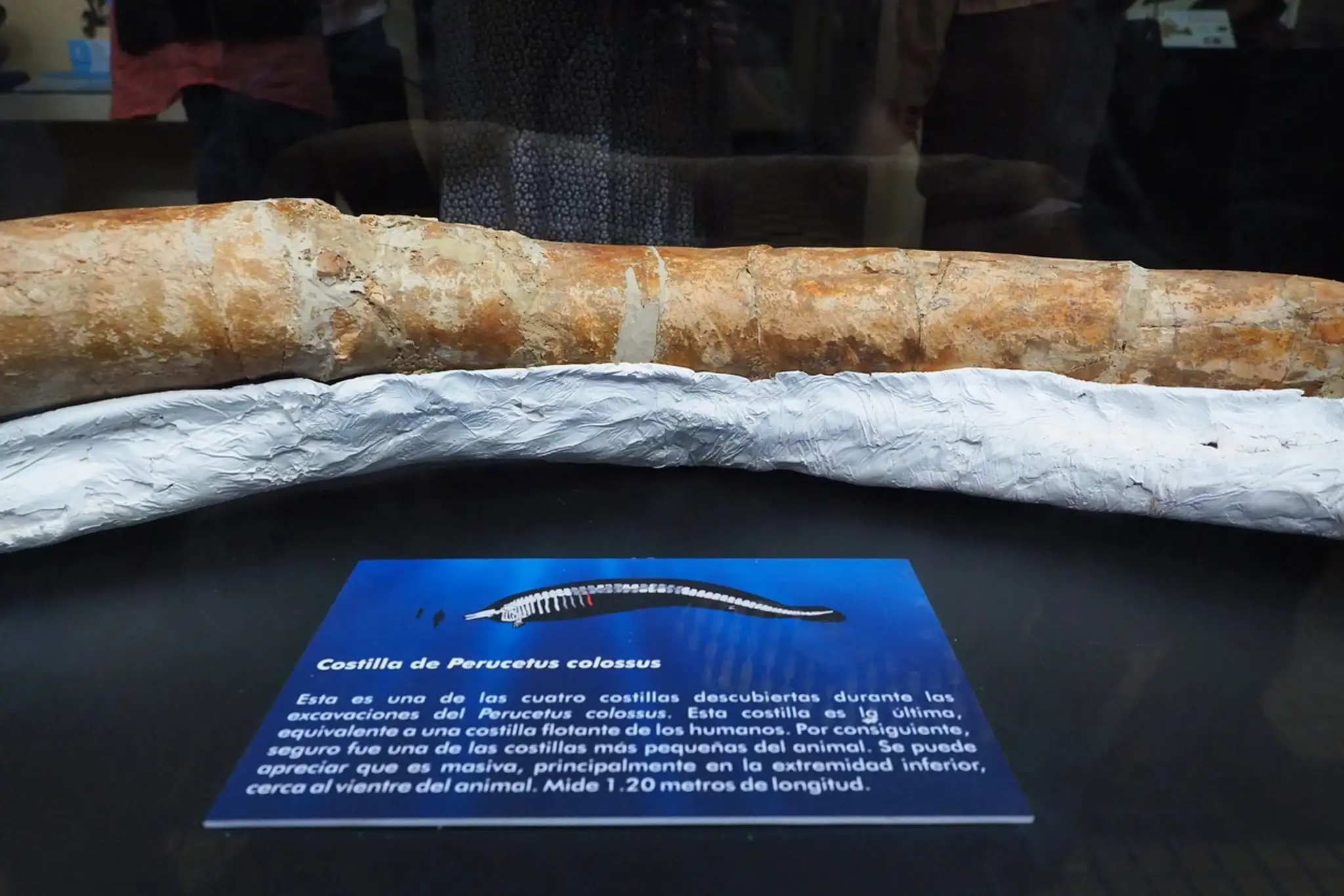 Časť rebra prehistorickej veľryby