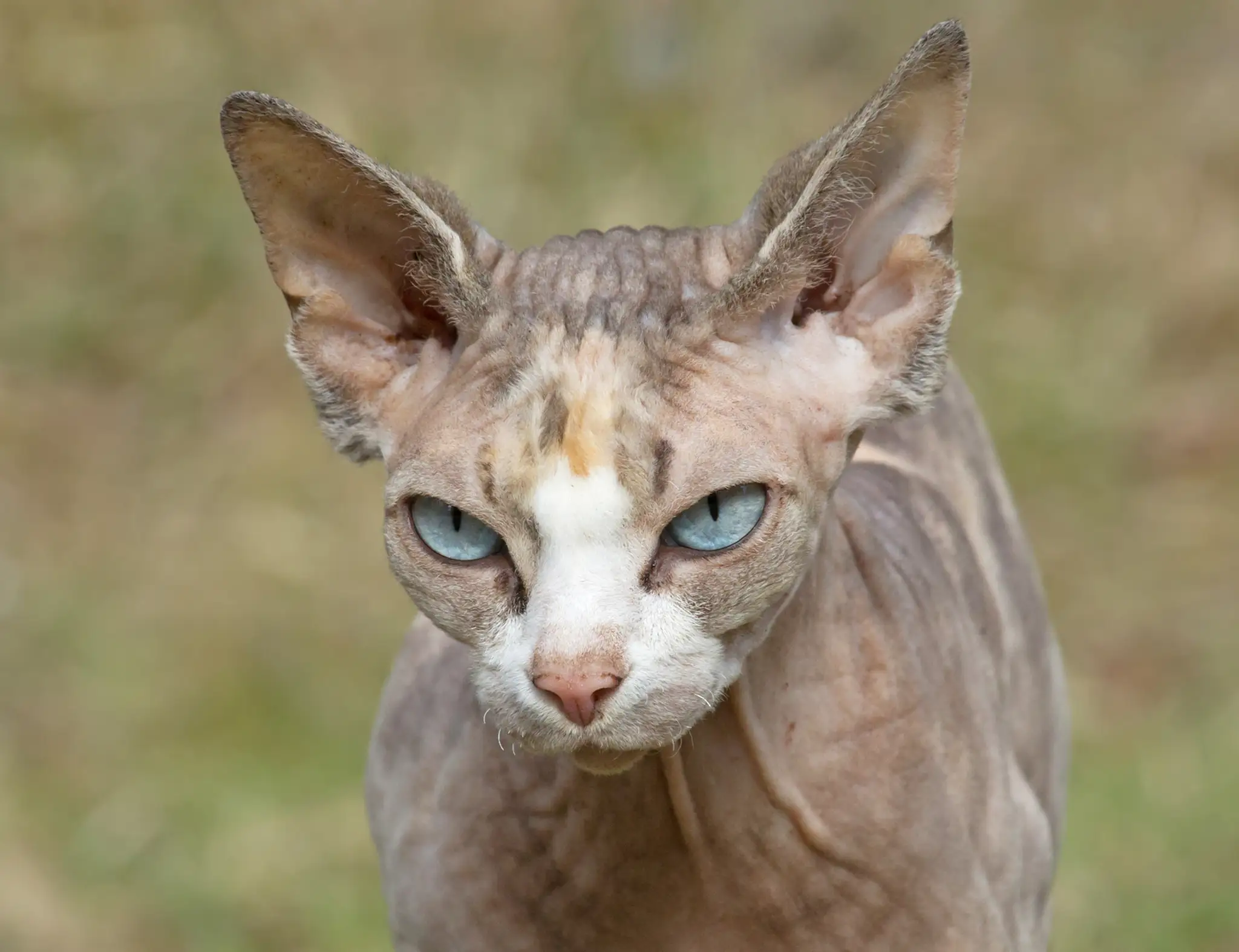 Mačka plemena sphynx.