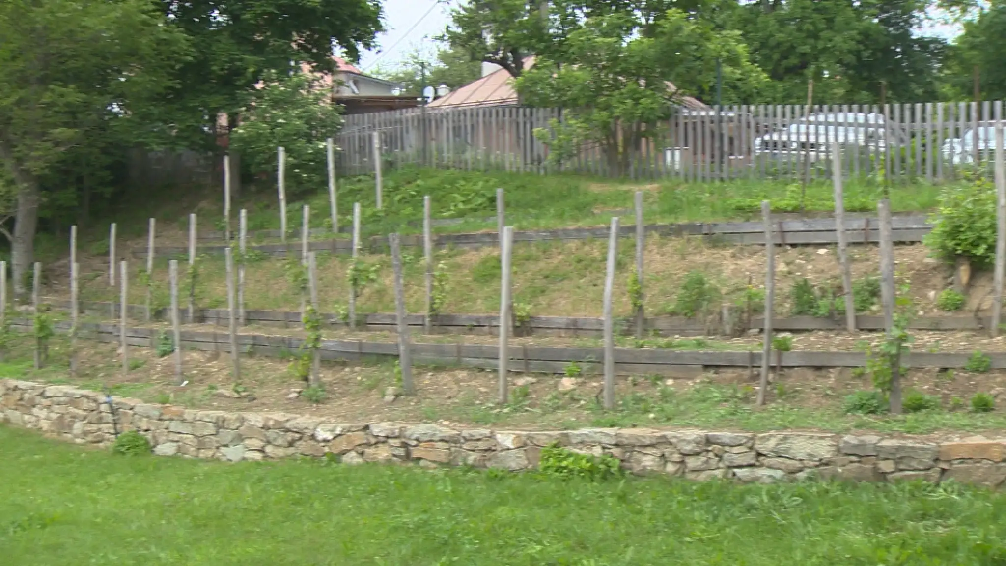 Nezvyčajný vinohrad pod Kalváriou.
