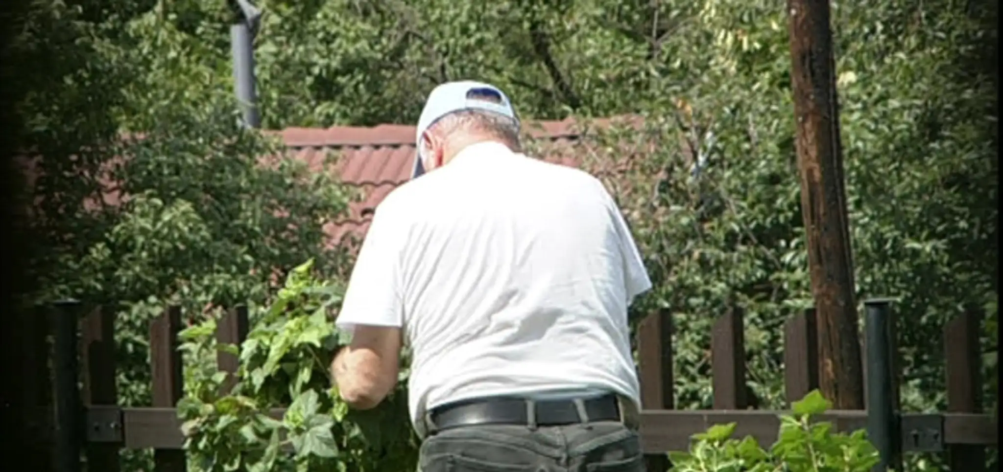 Vladimír Mečiar v záhrade oberá ríbezle