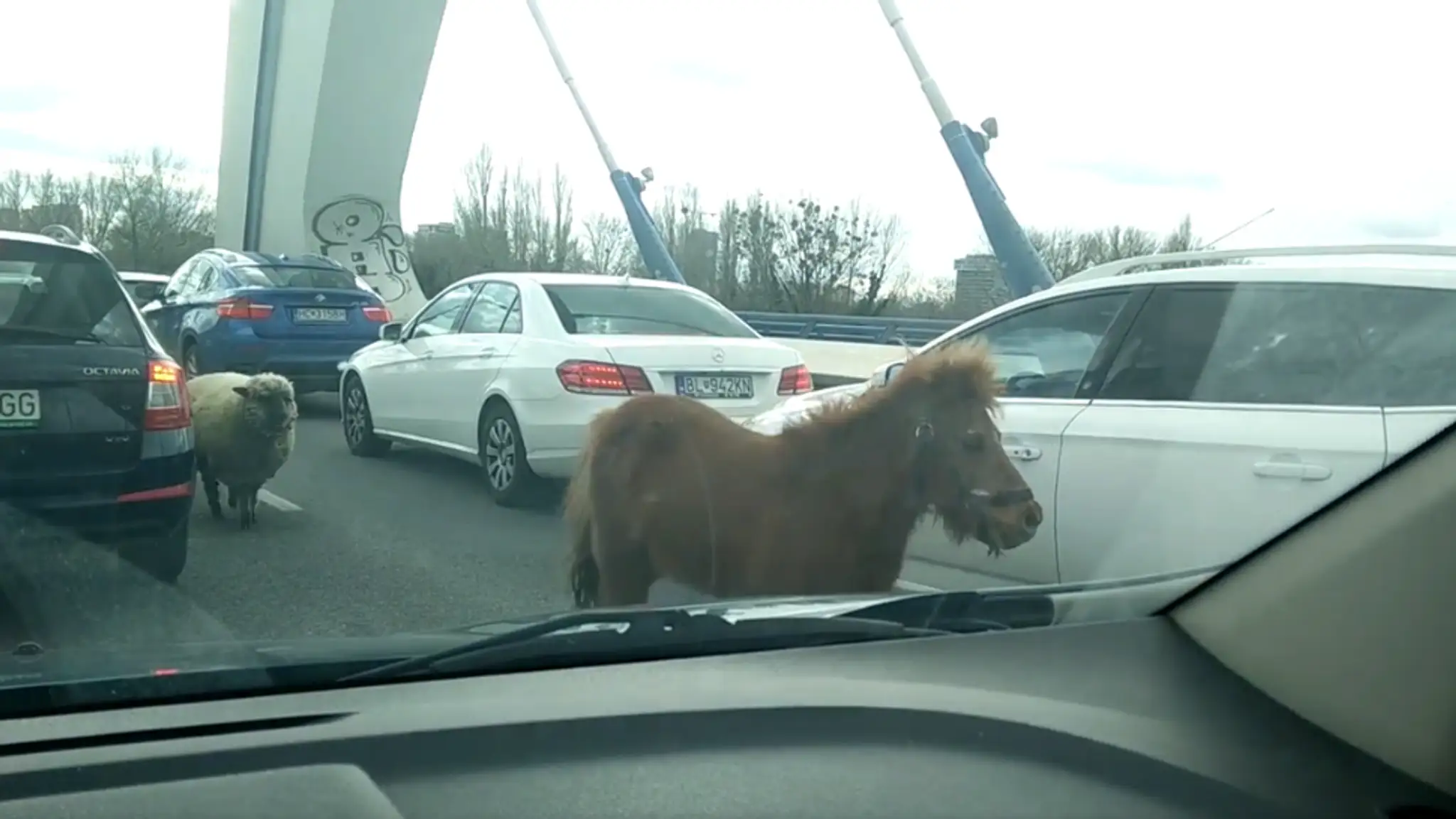 Poník a ovca na moste Apollo. 