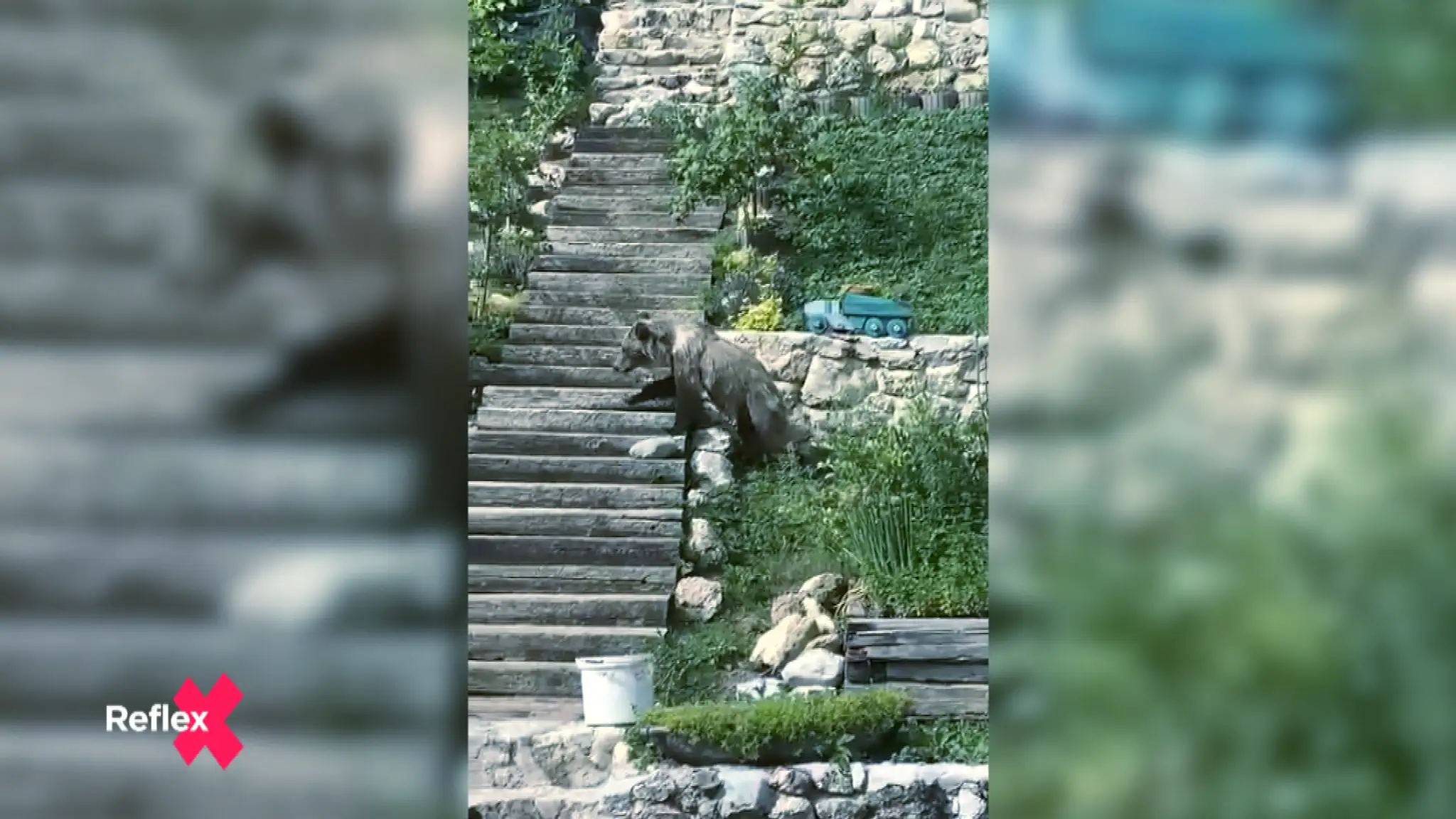 Ich úroda končí v medveďom bruchu