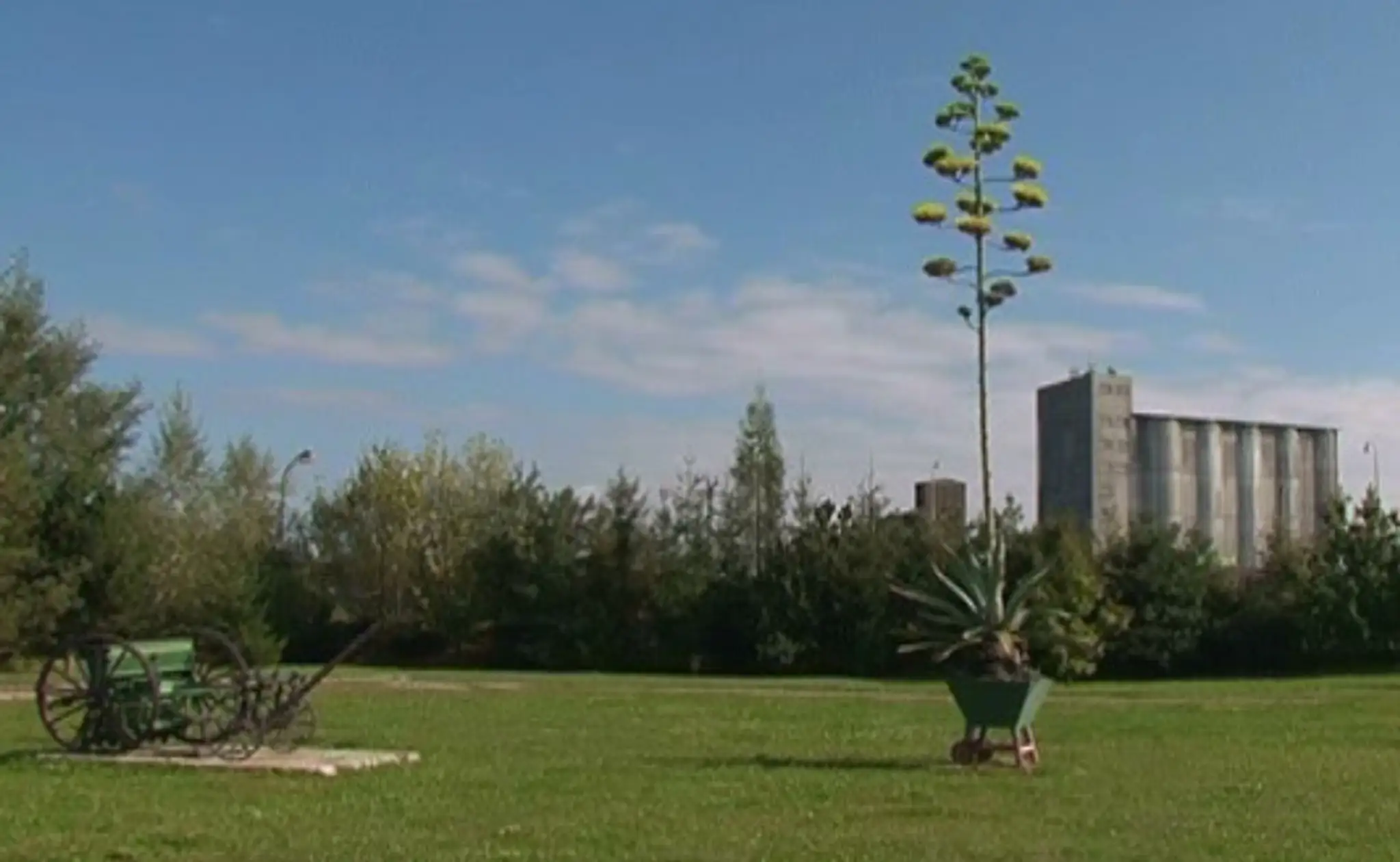 agave.jpg