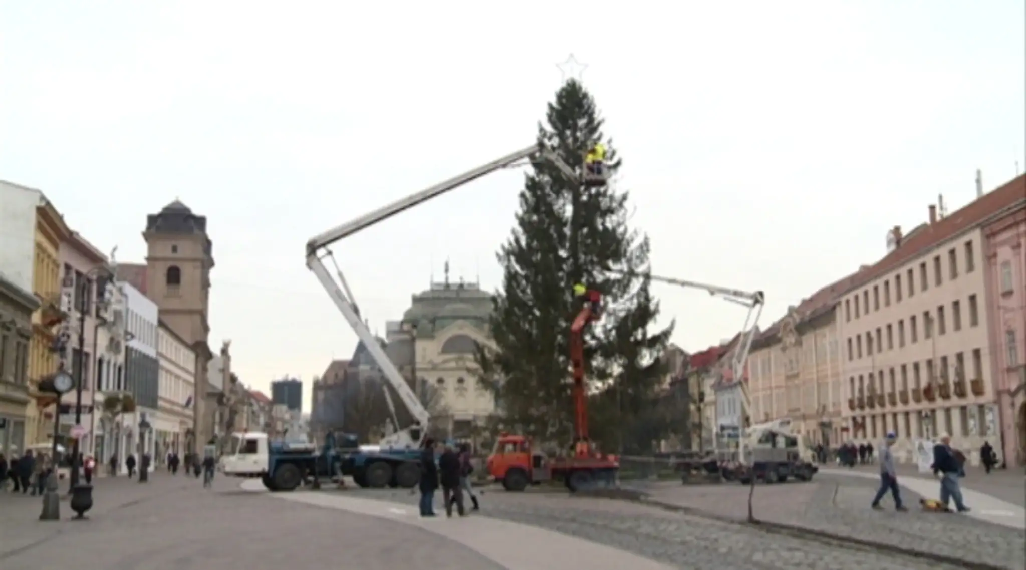Stromček po osadení dosahuje výšku 19 metrov