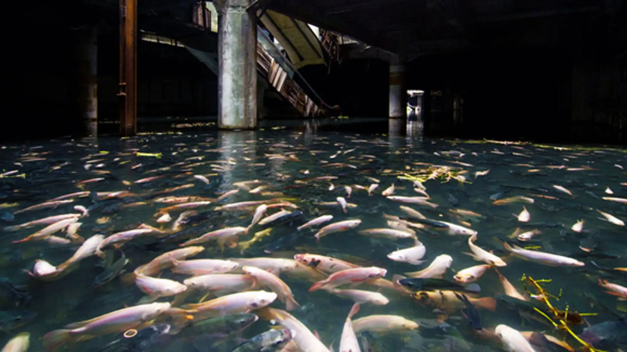 abandoned-shopping-mall-bangkok-fish-jesse-rockwell-6.jpg