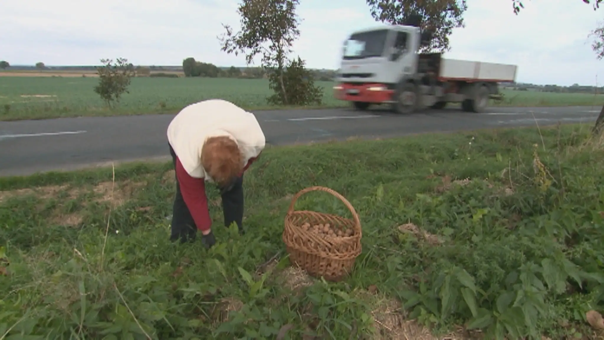 Stromy s dozretými plodmi popri cestách každoročne lákajú zberačov. 