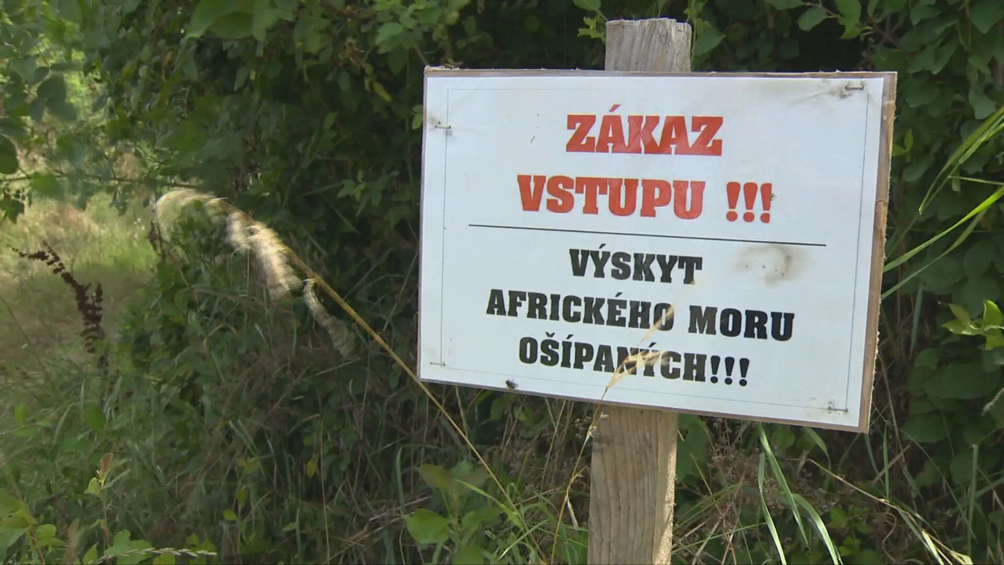 Africký mor ošípaných