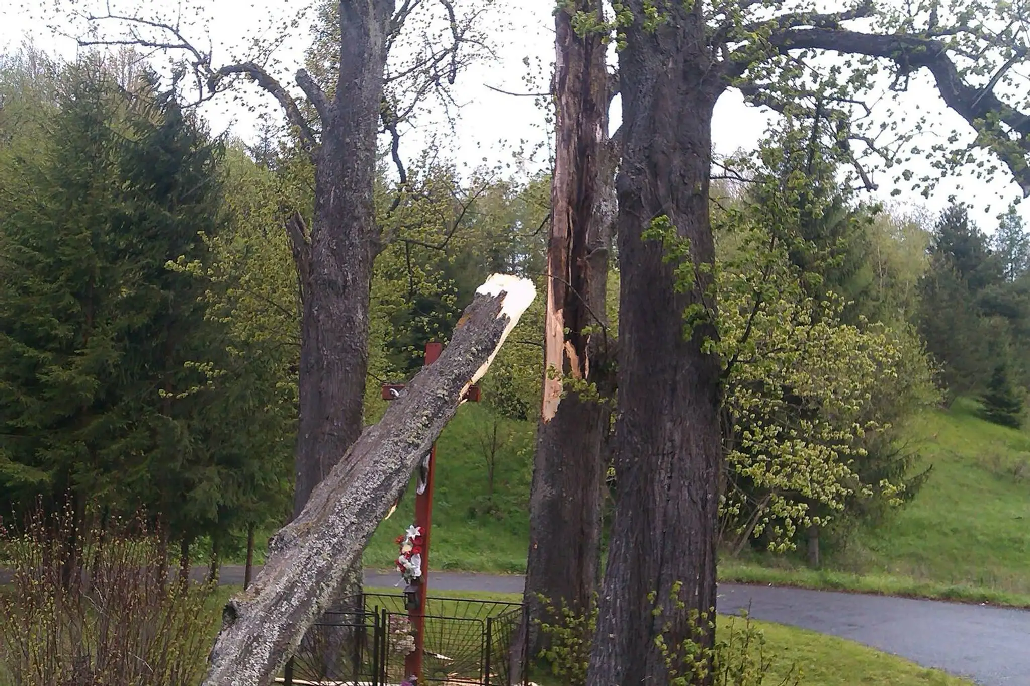 Spadnutý strom na kríž