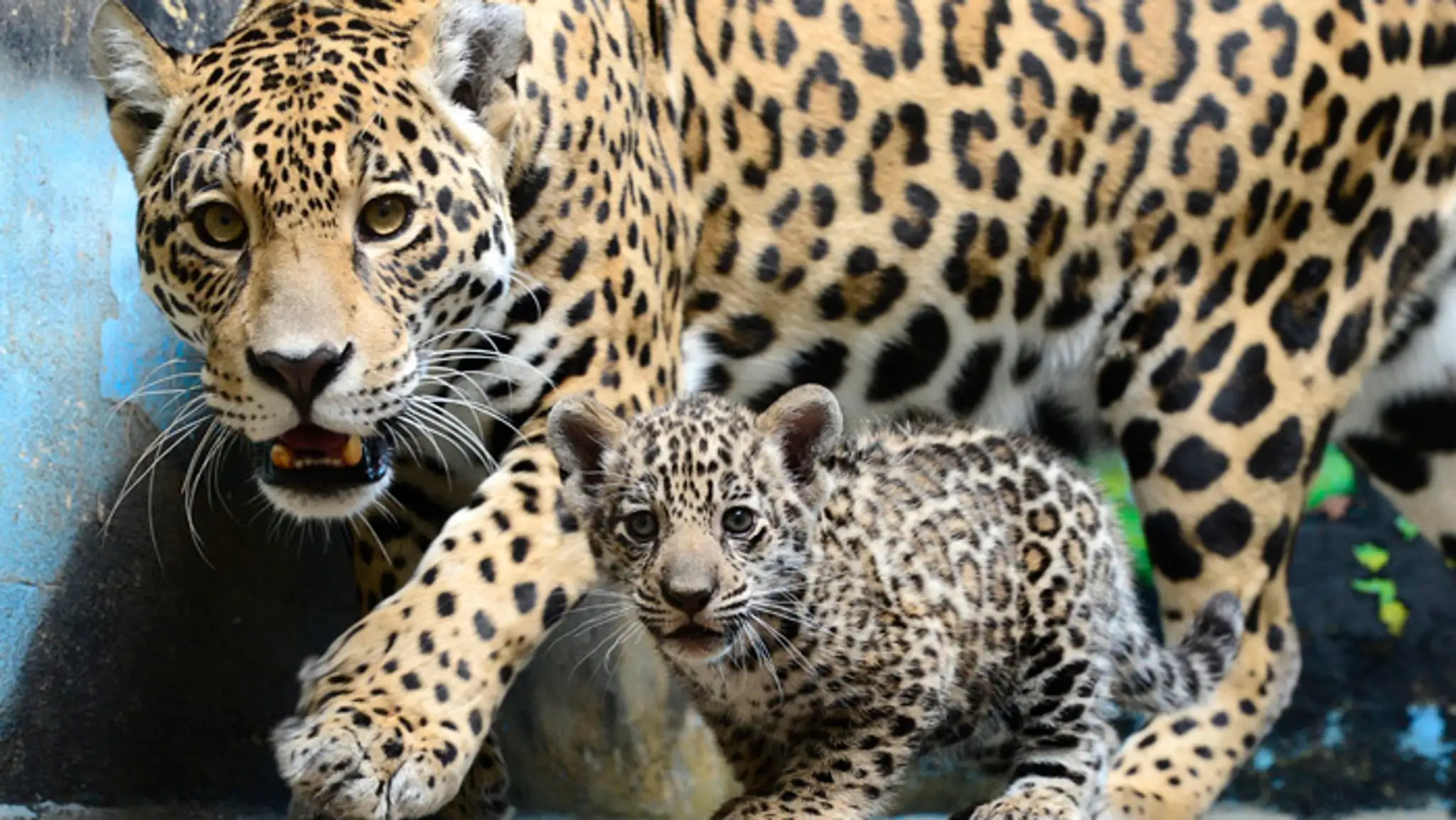 Mláďa jaguára amerického Wakara zahynulo.