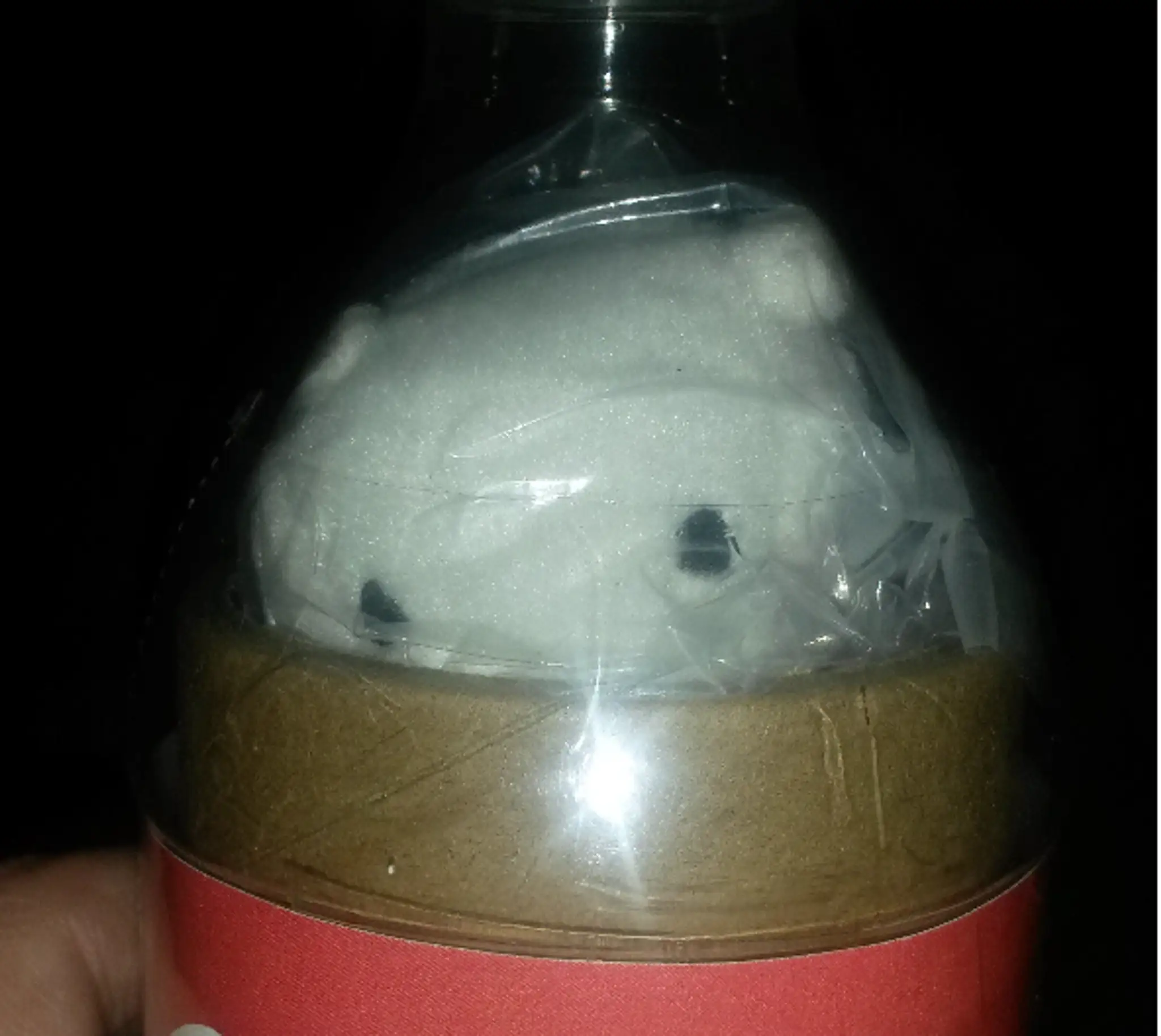 titulka kola.png