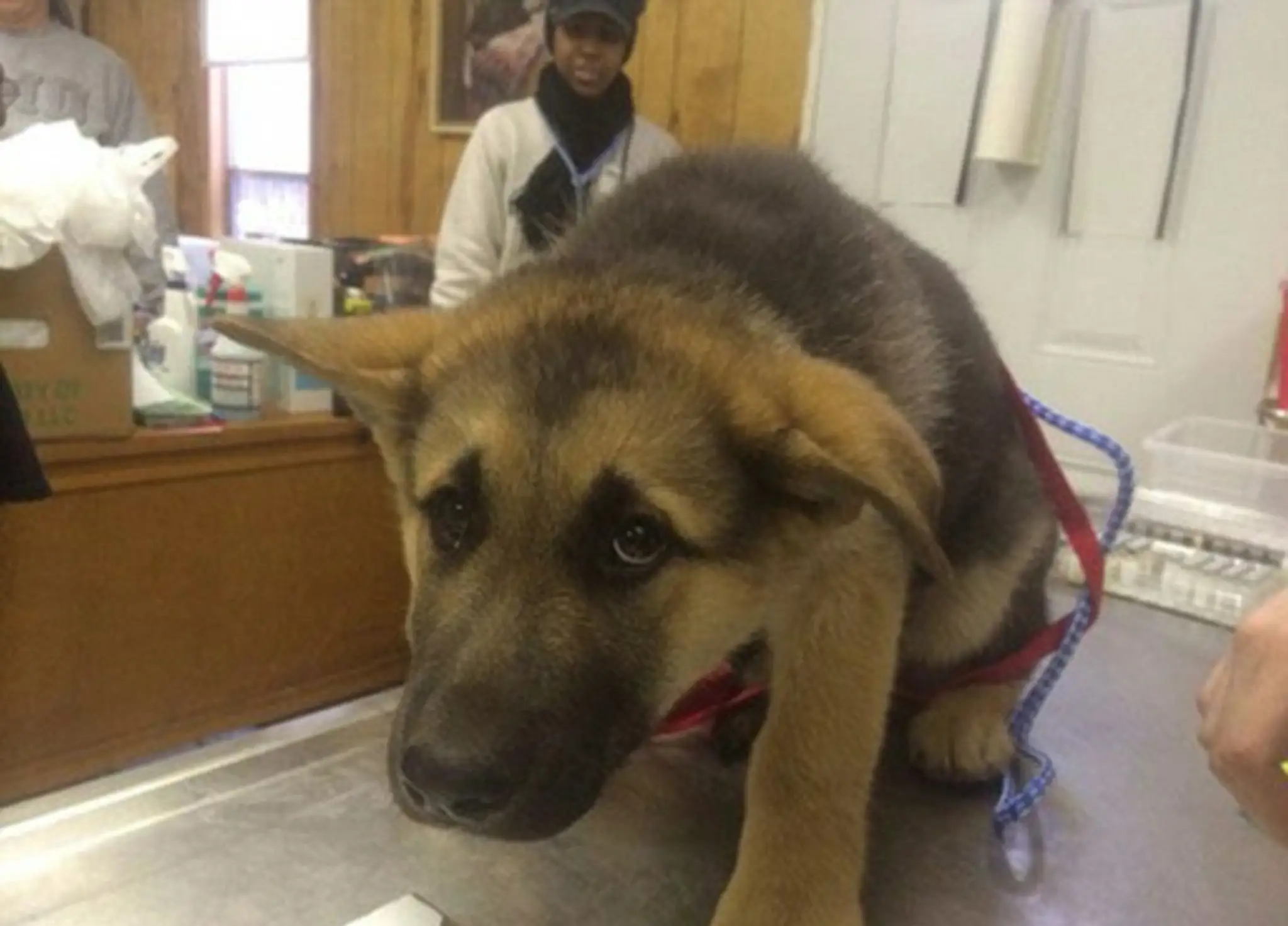 1414512529566_wps_32_IT_S_the_animal_equivalen.jpg