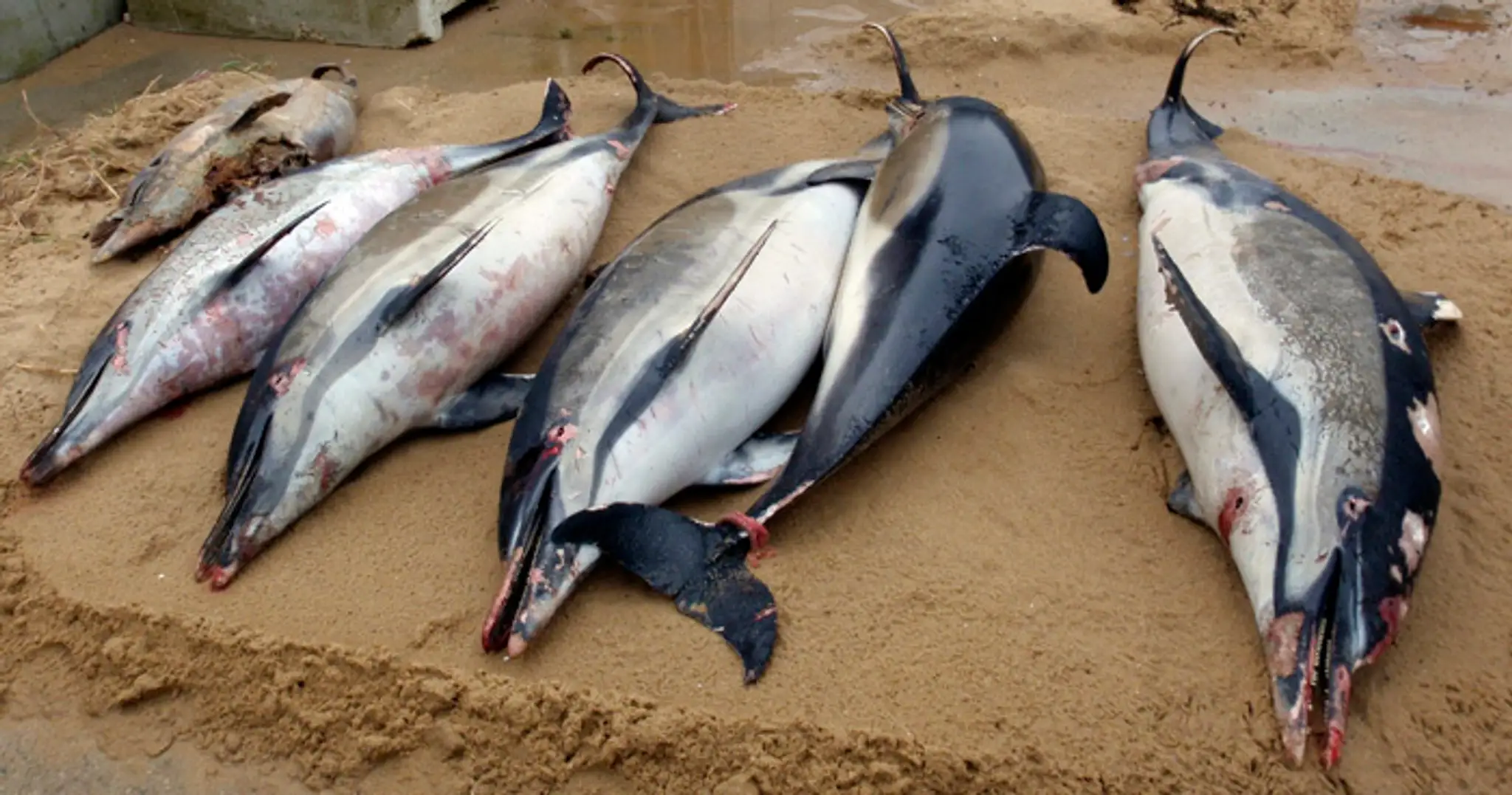 Na archívnej snímke zo 7. marca 2019 uhynuté delfíny z Atlantického oceána.