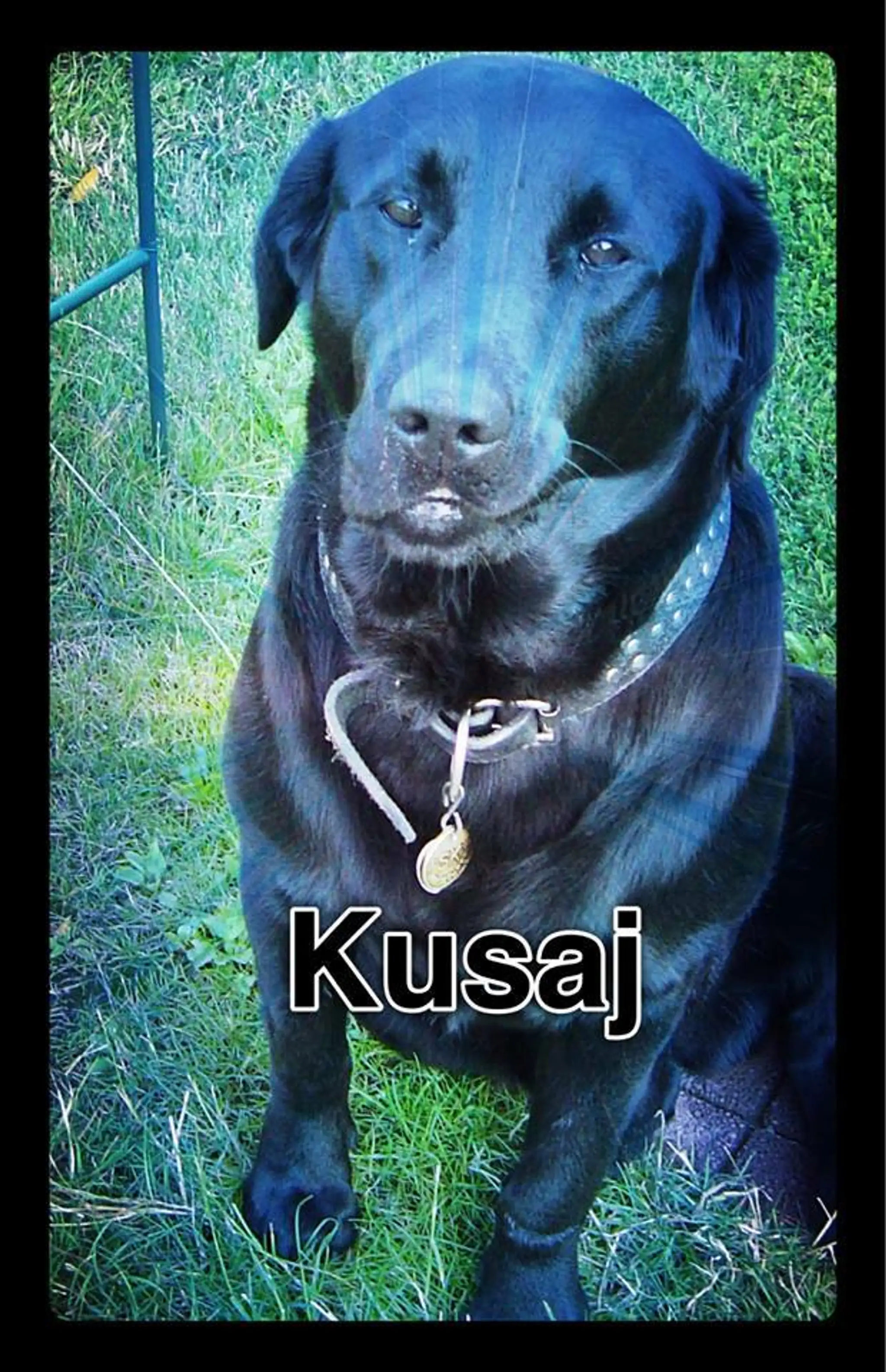 Pes Braňa Mojseja - Kusaj
