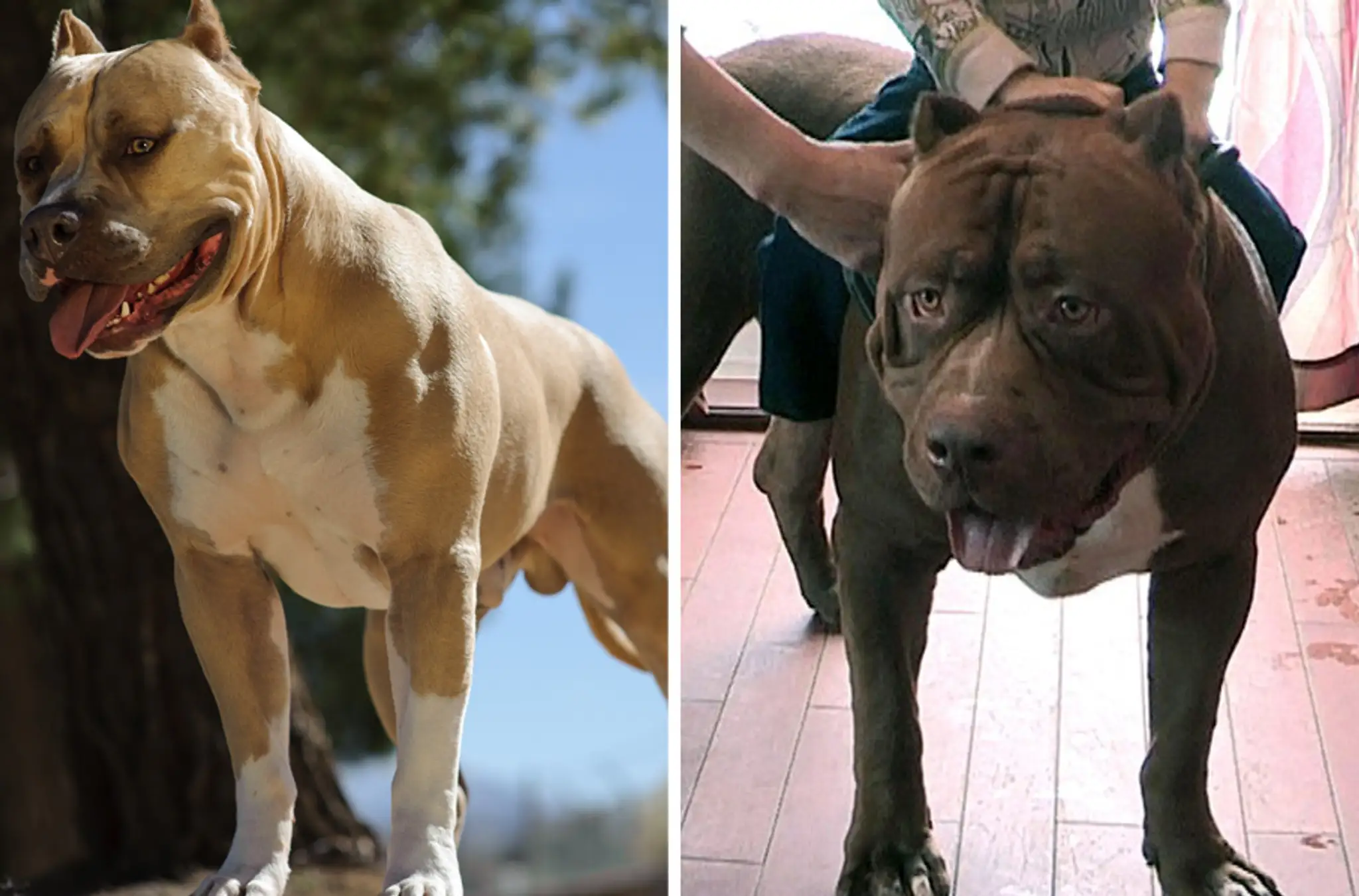 Vľavo bežný pitbull a vpravo Hulk.