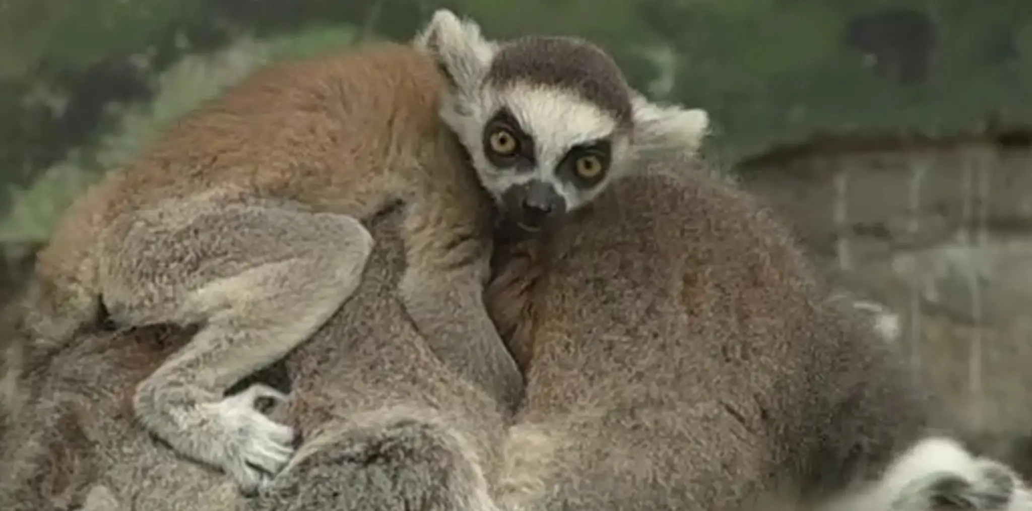 lemur.jpg