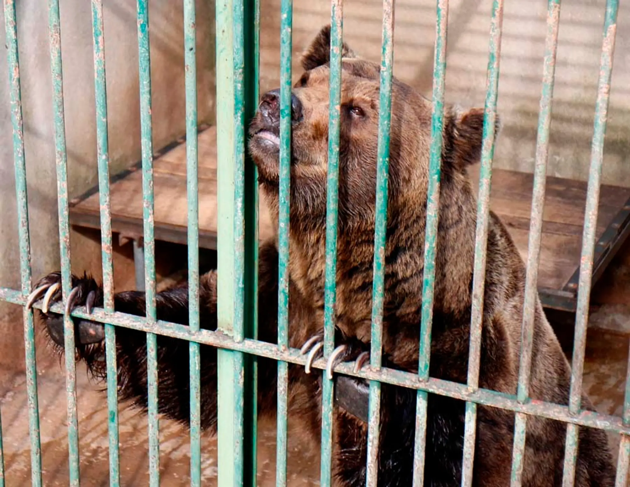 Najhoršia Zoo na svete je v Splite