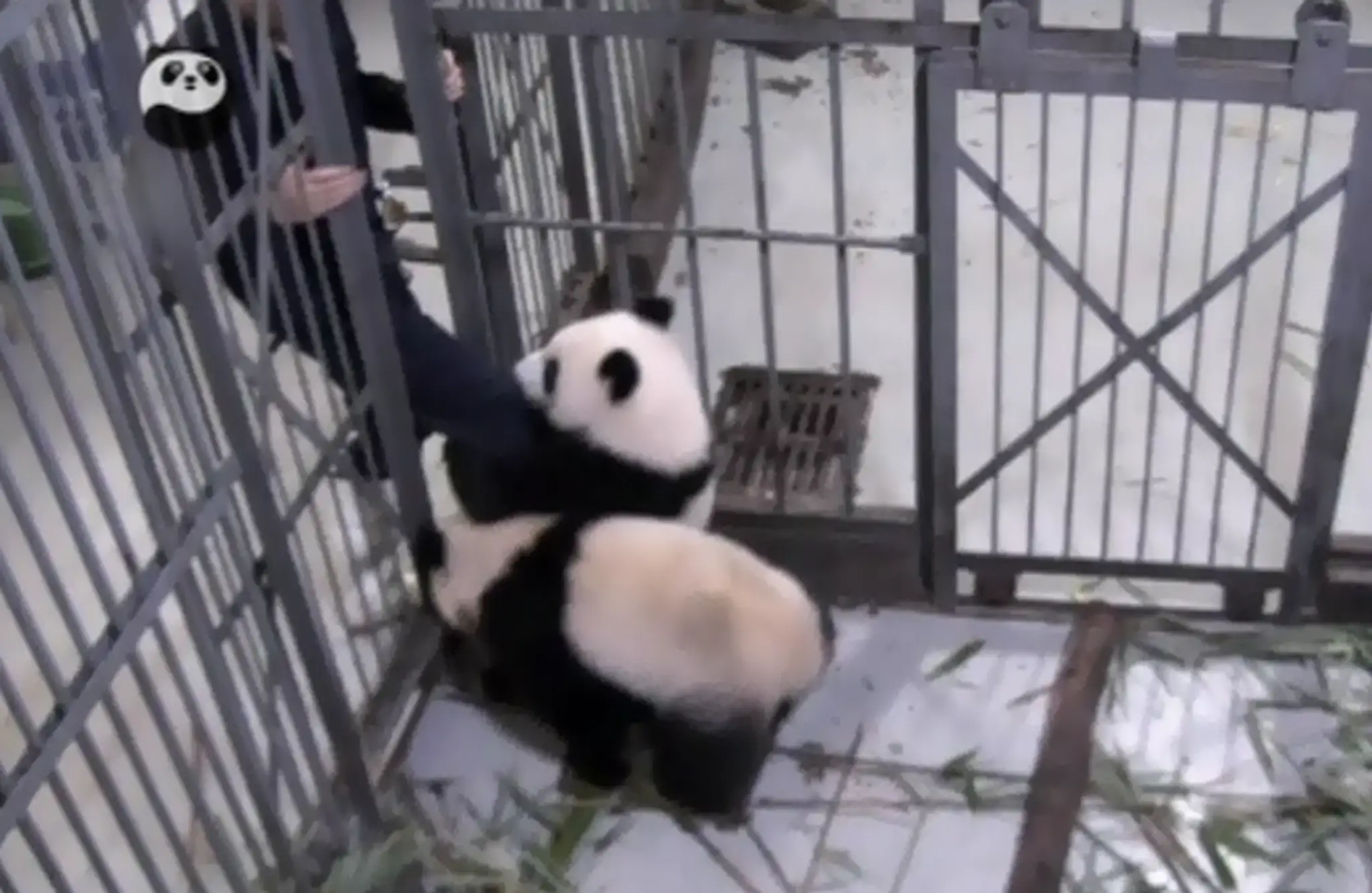 panda.png