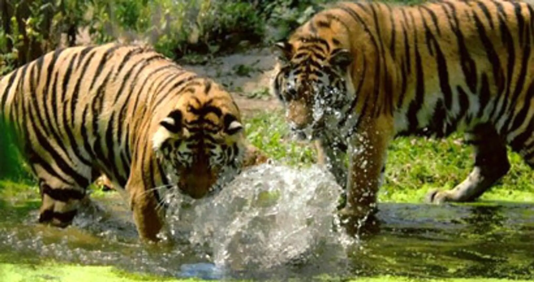 5046_zoo.jpg