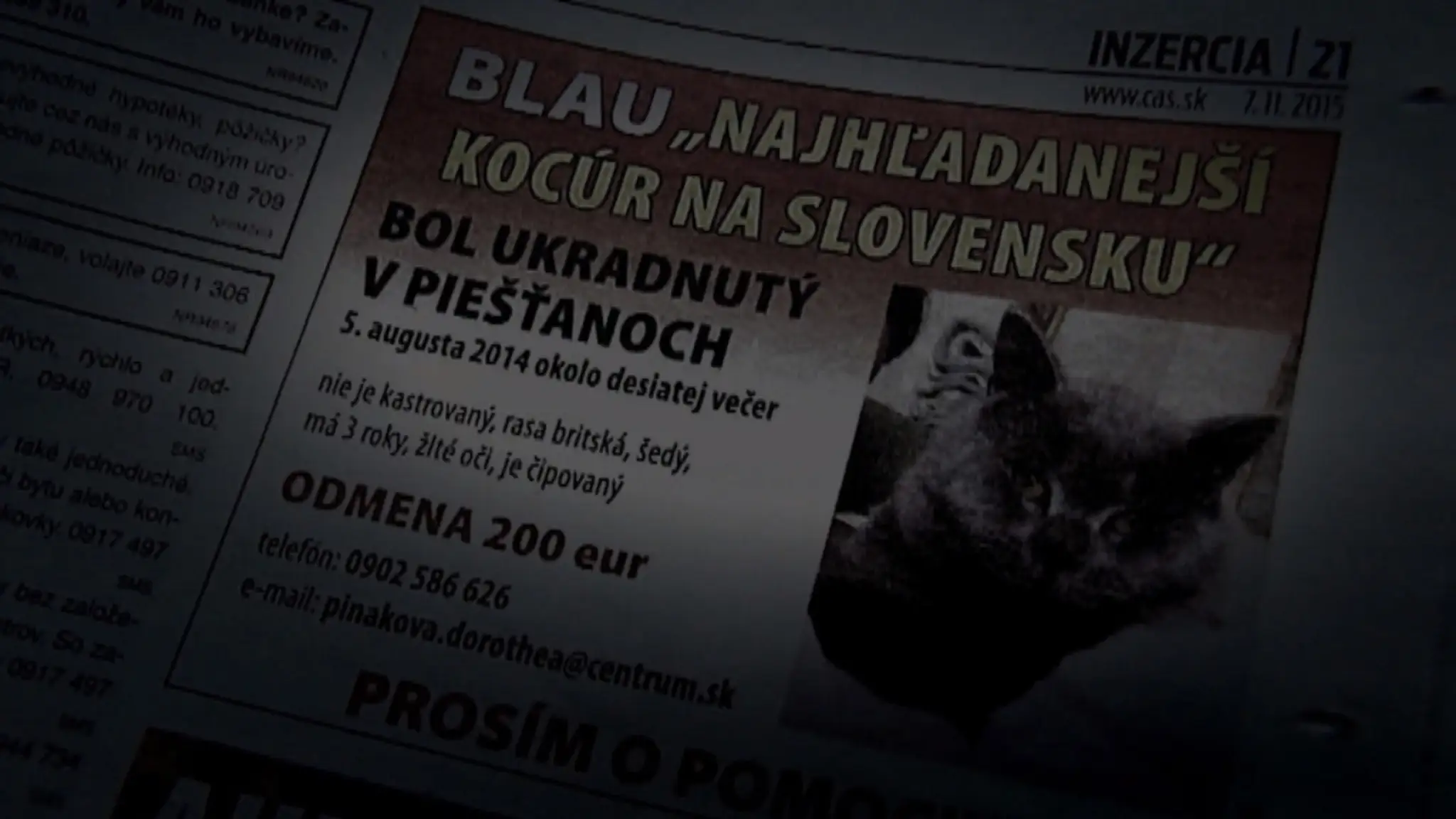 Kocúr Blau.