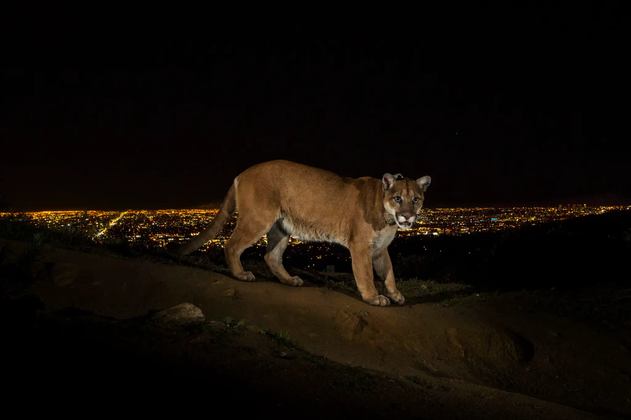 Víťazné fotky World Press Photo 2014