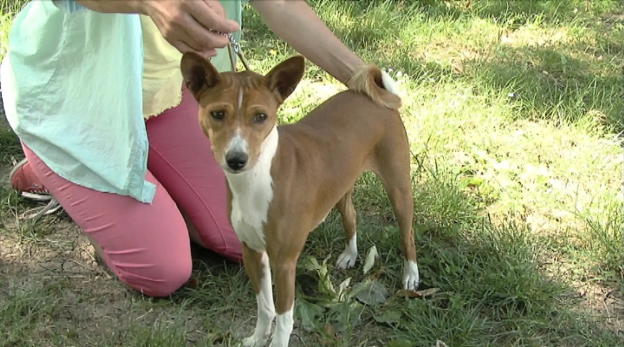 19 LV psie plemeno basenji.transferweb_jpg_bez_watermarku_1.jpg