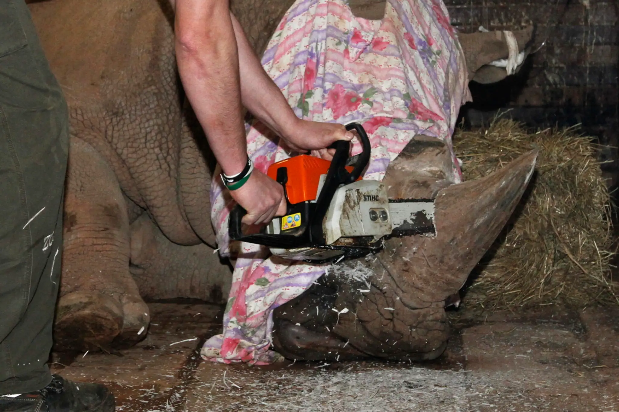 Czech_Republic_Rhino830678415143.jpg