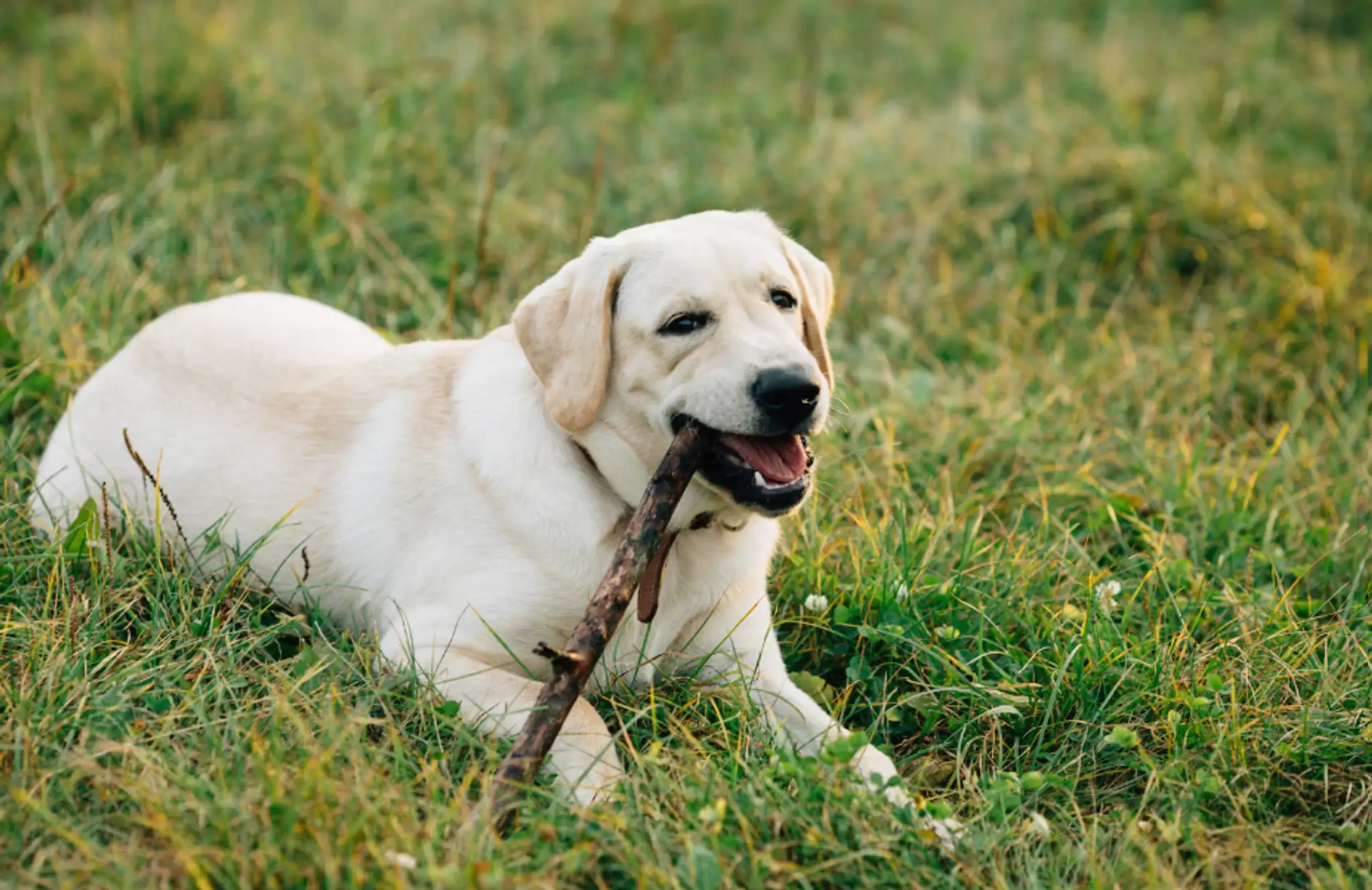 Labradorský retriever.