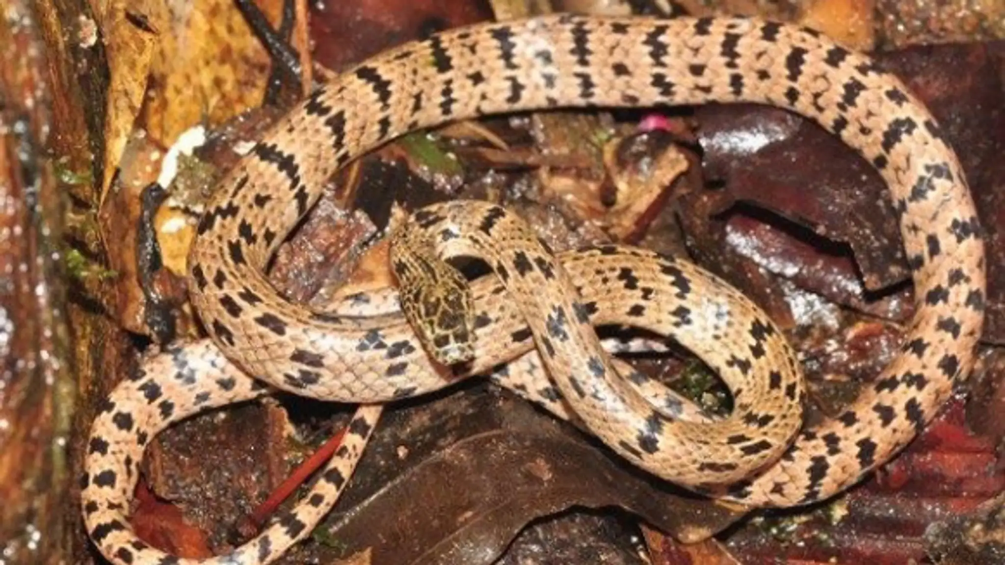 new-species-of-wolf-snake.jpg