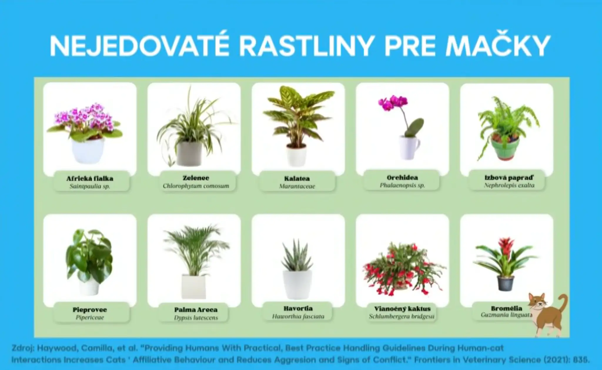Nejedovaté rastliny pre mačky