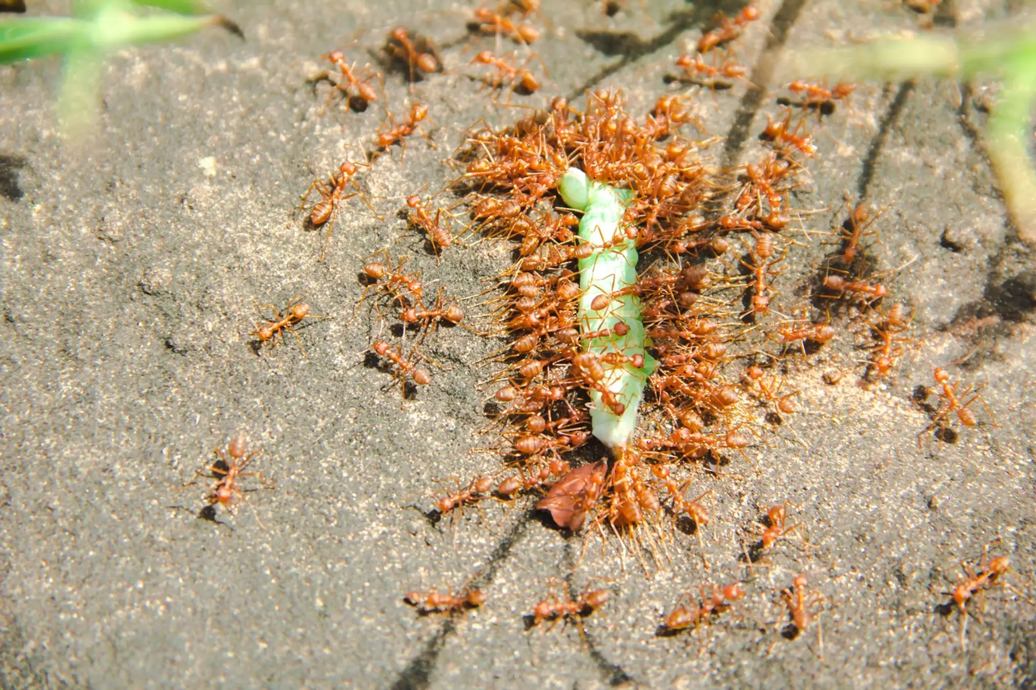 Červený mravec ohnivý (Solenopsis invicta)