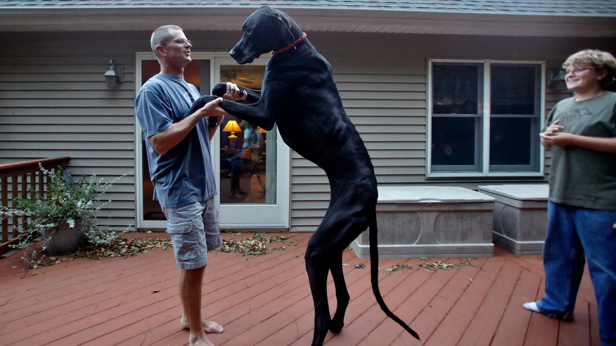Doga Zeus