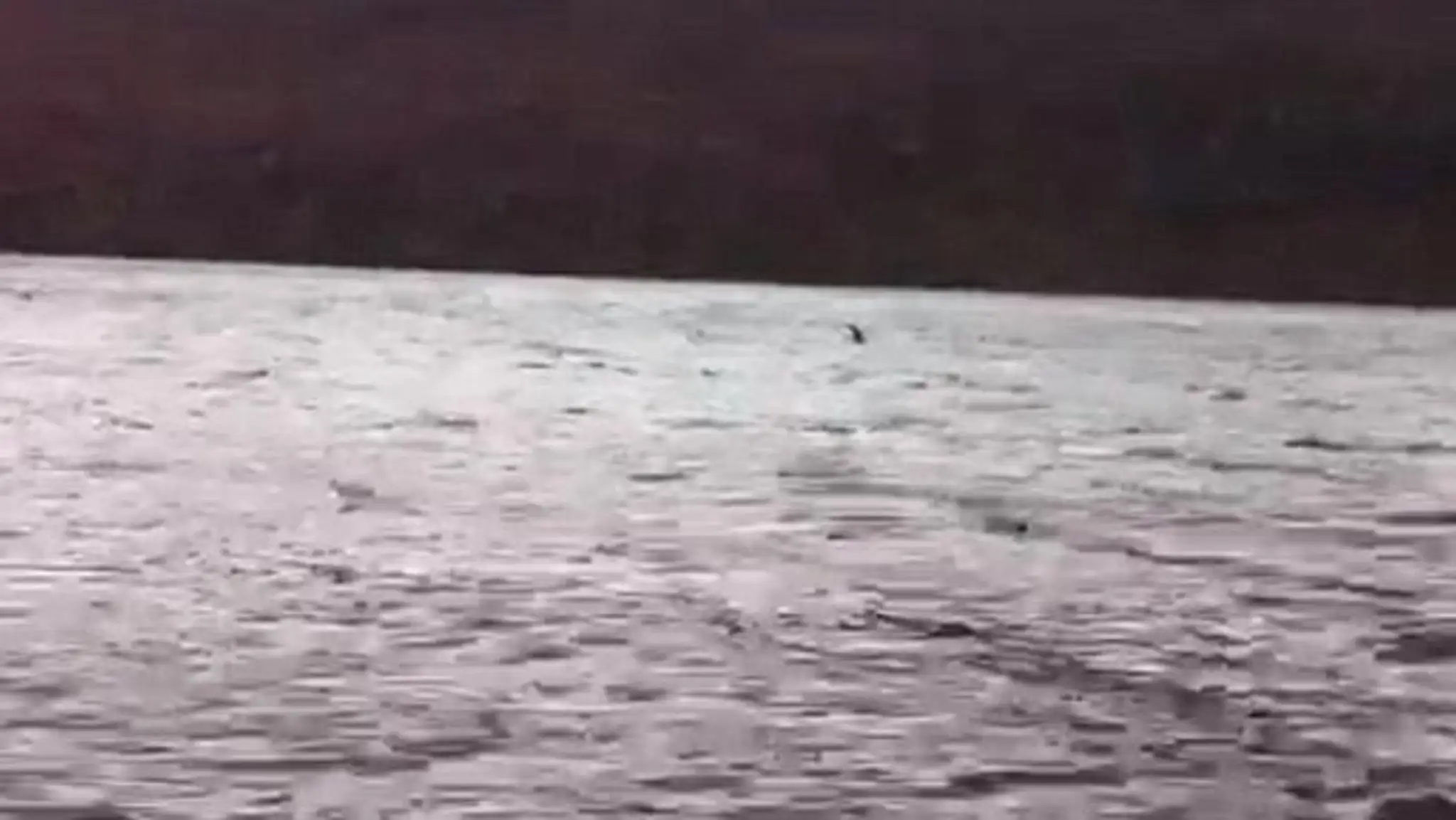 Pláva vo vodách skutočná Lochneská príšera?