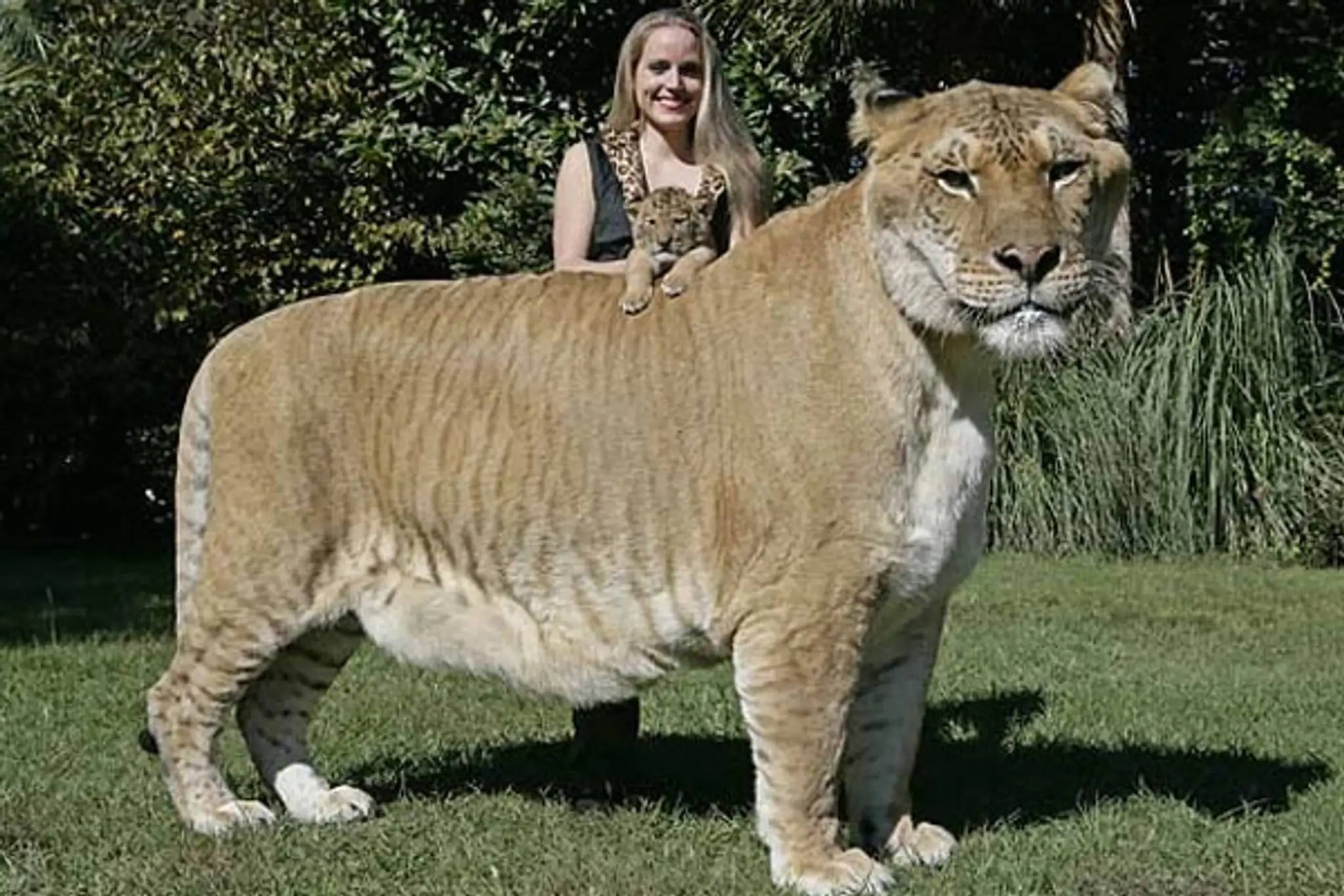 Liger je najväčšia mačkovitá šelma sveta