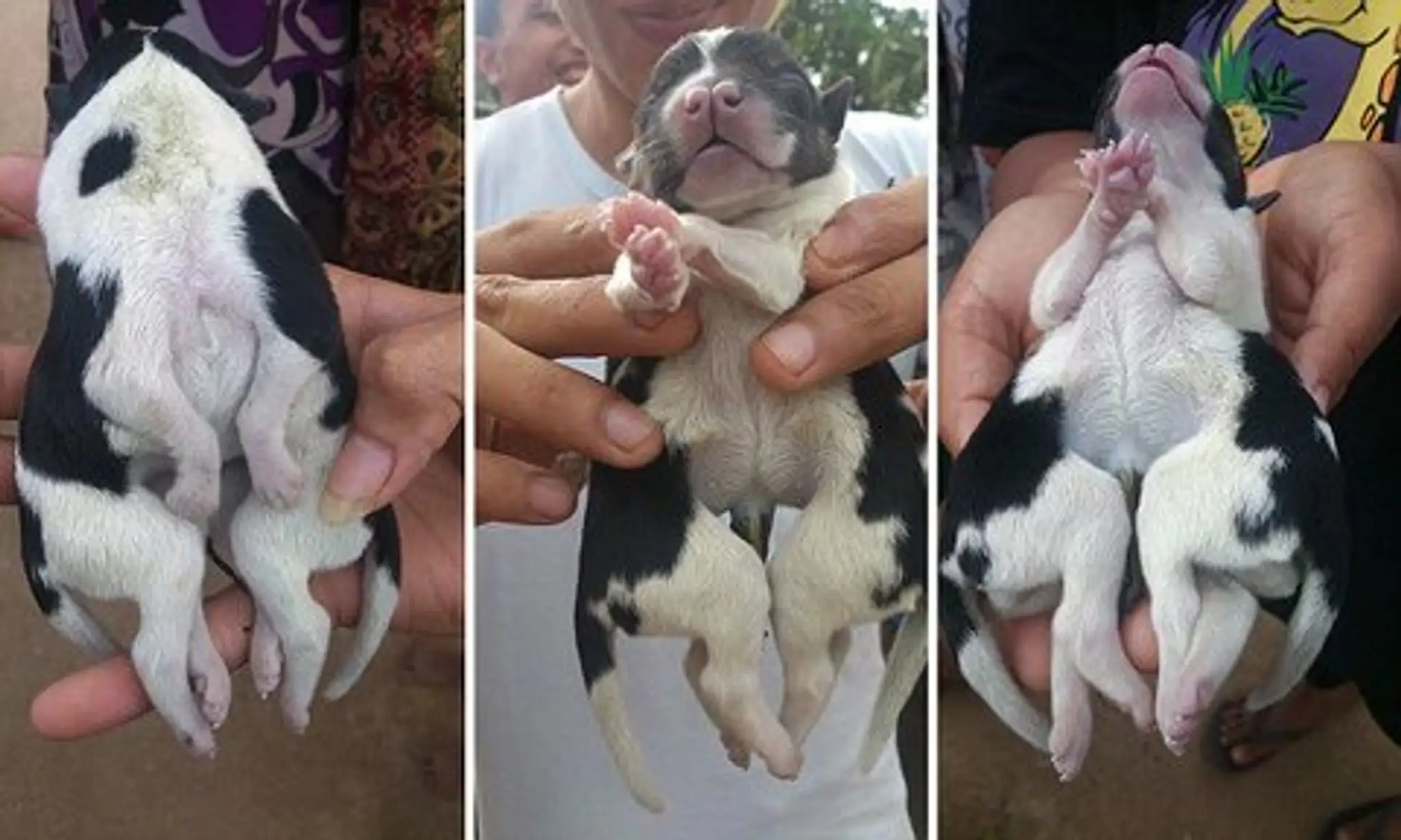 spider puppy.jpg