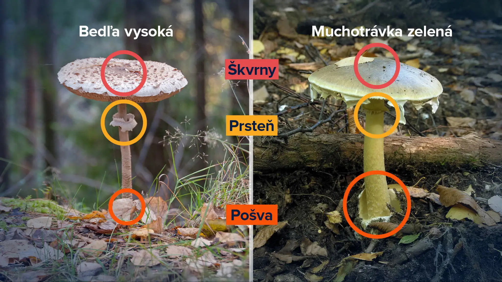 Rozdiely medzi bedľou a muchotrávkou