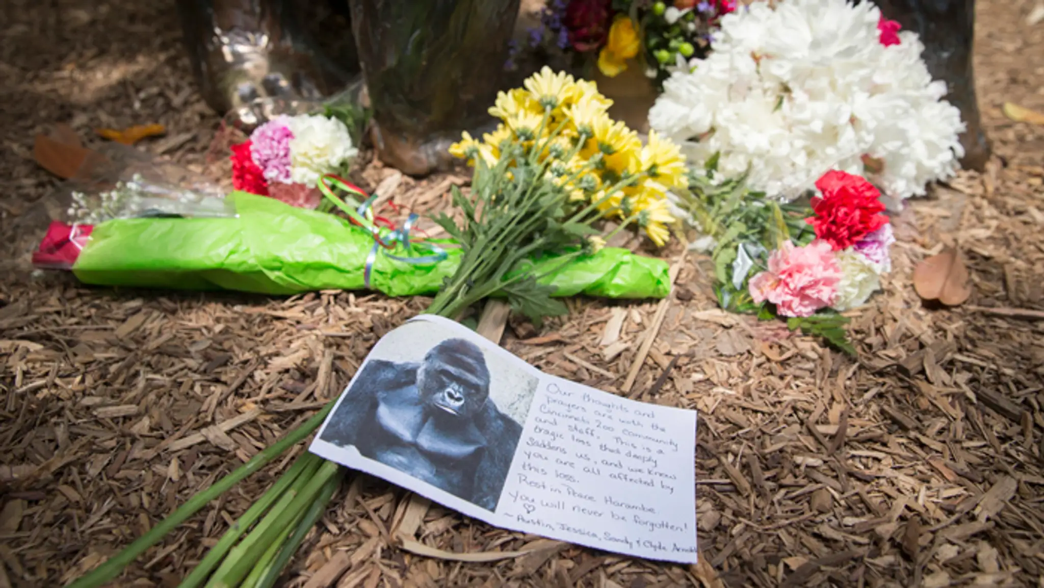 Gorila Harambe