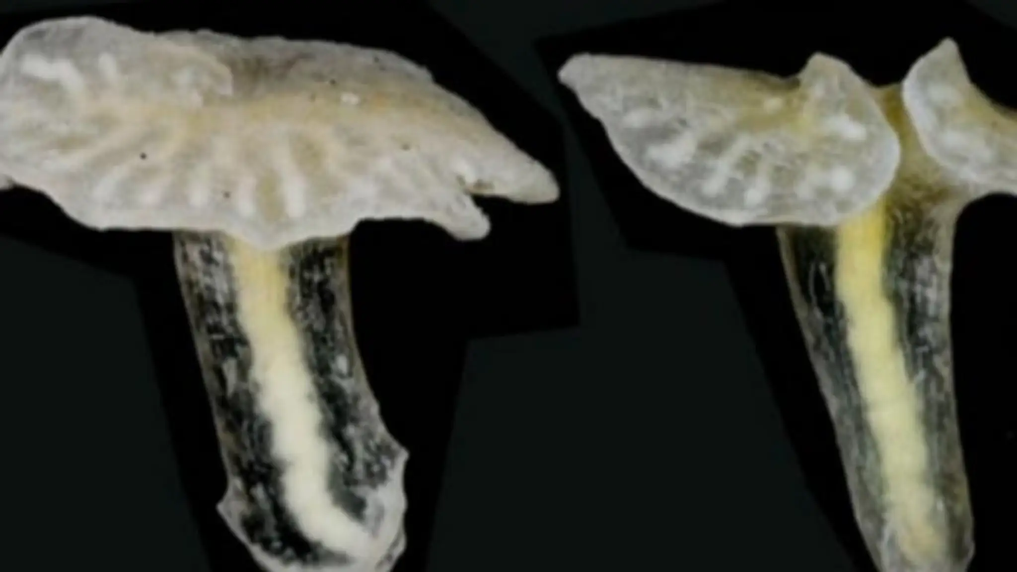 Dendrogramma