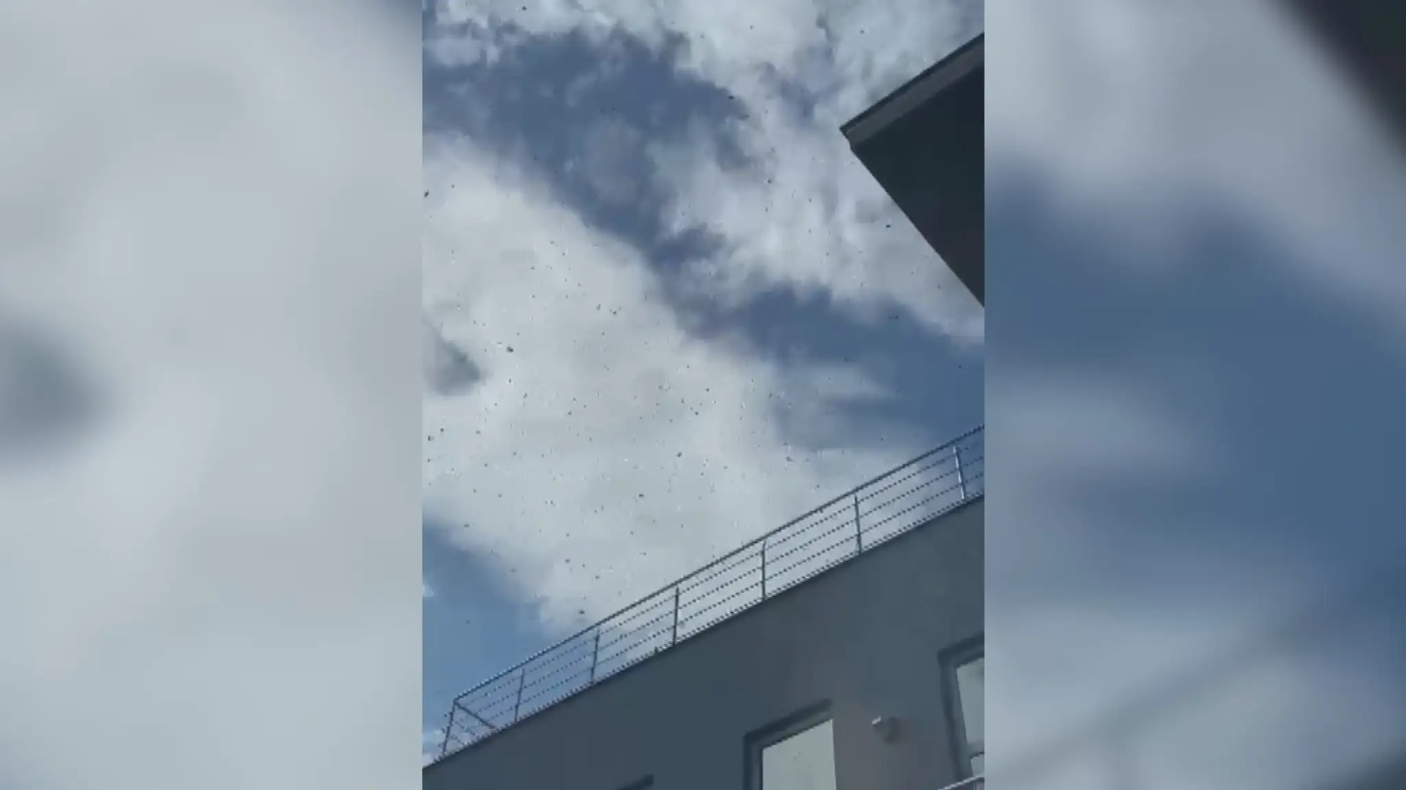 Budovu firmy obkľúčil obrovský roj včiel.