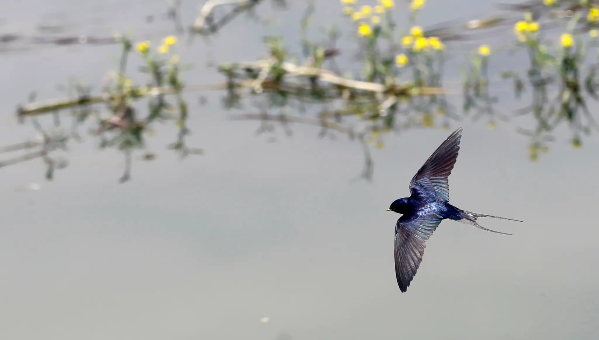  Lastovička obyčajná (Hirundo rustica)