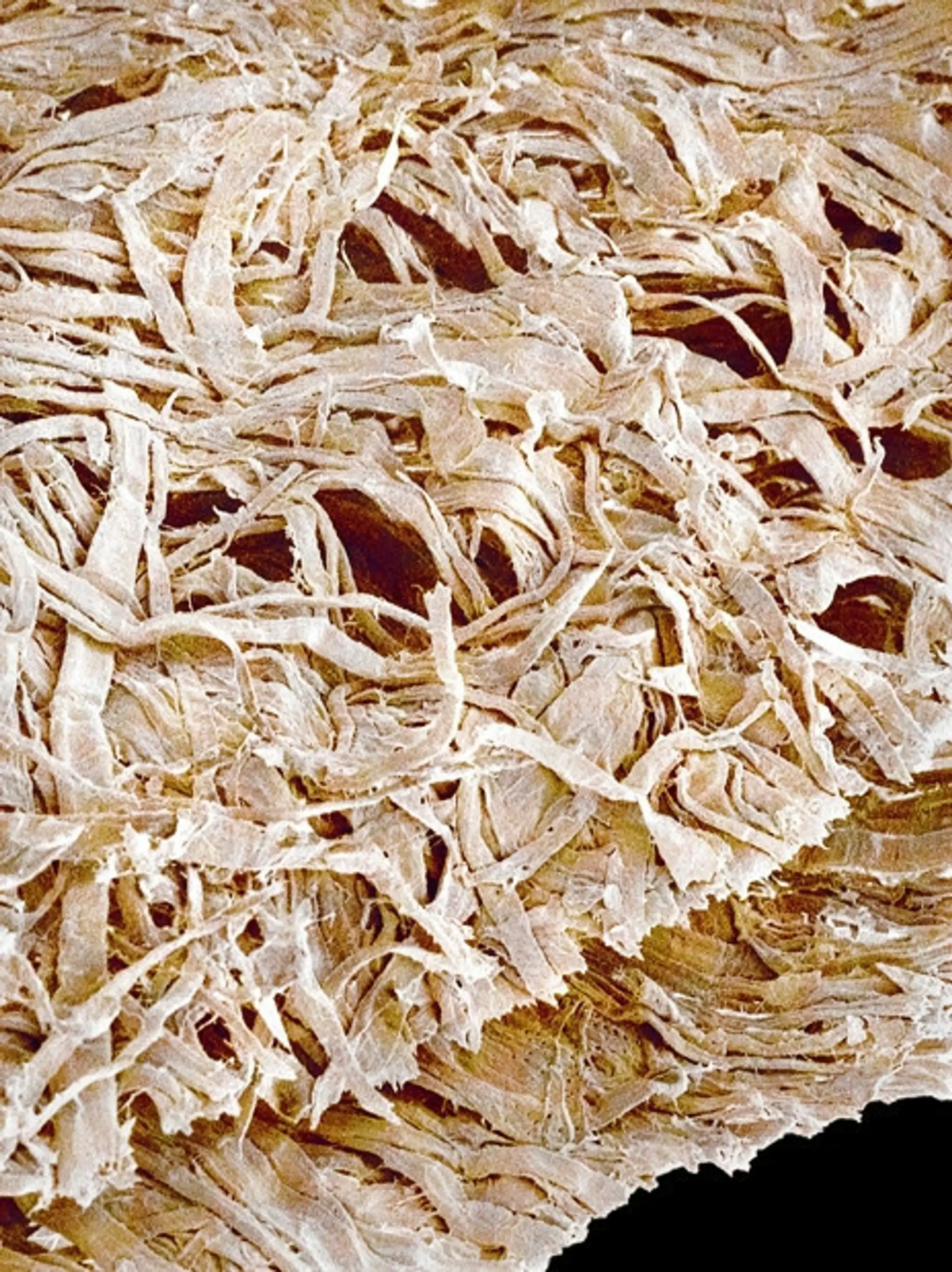 Toaletný papier