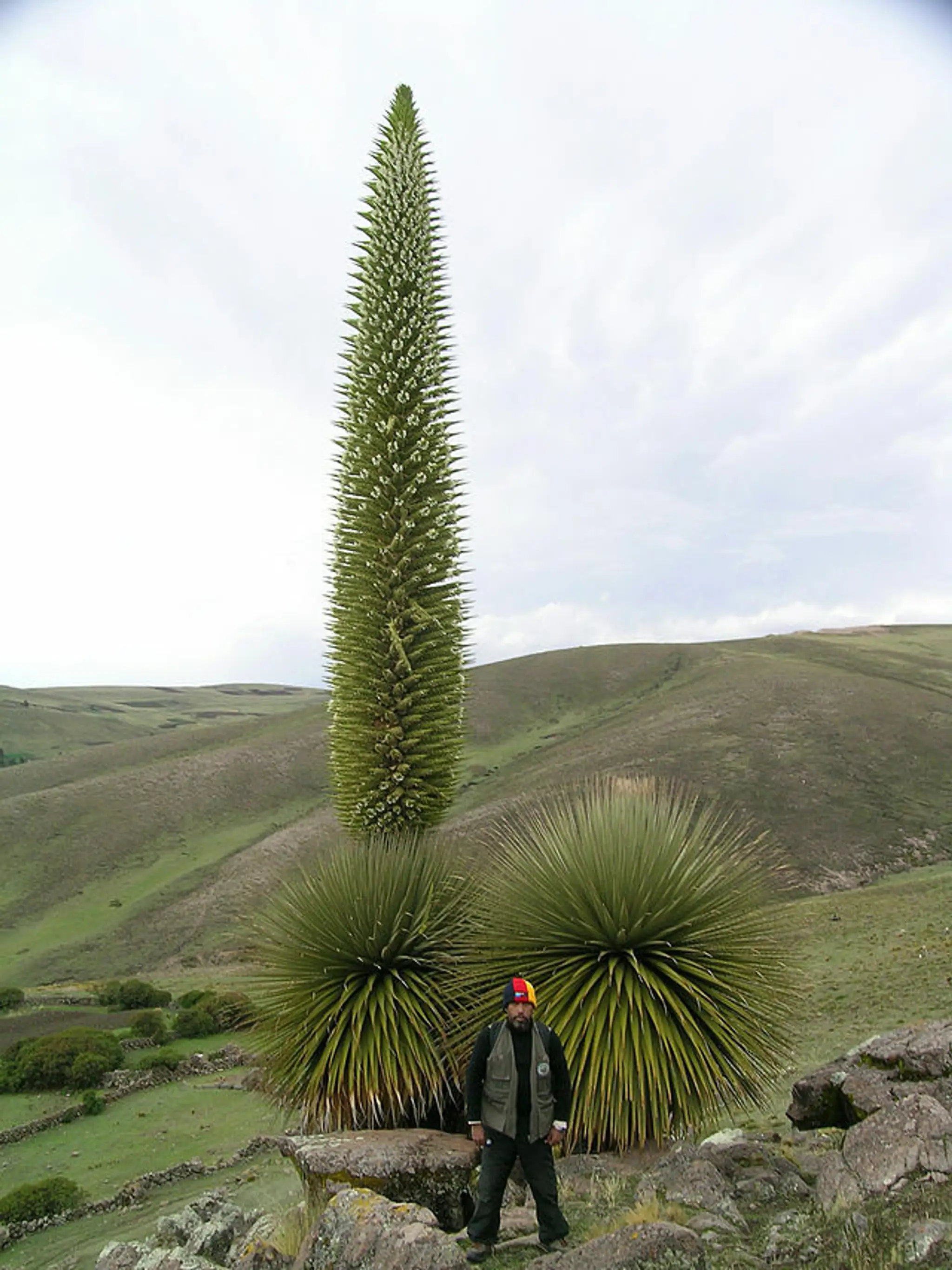Puya raimondii alebo Kráľovná Ánd